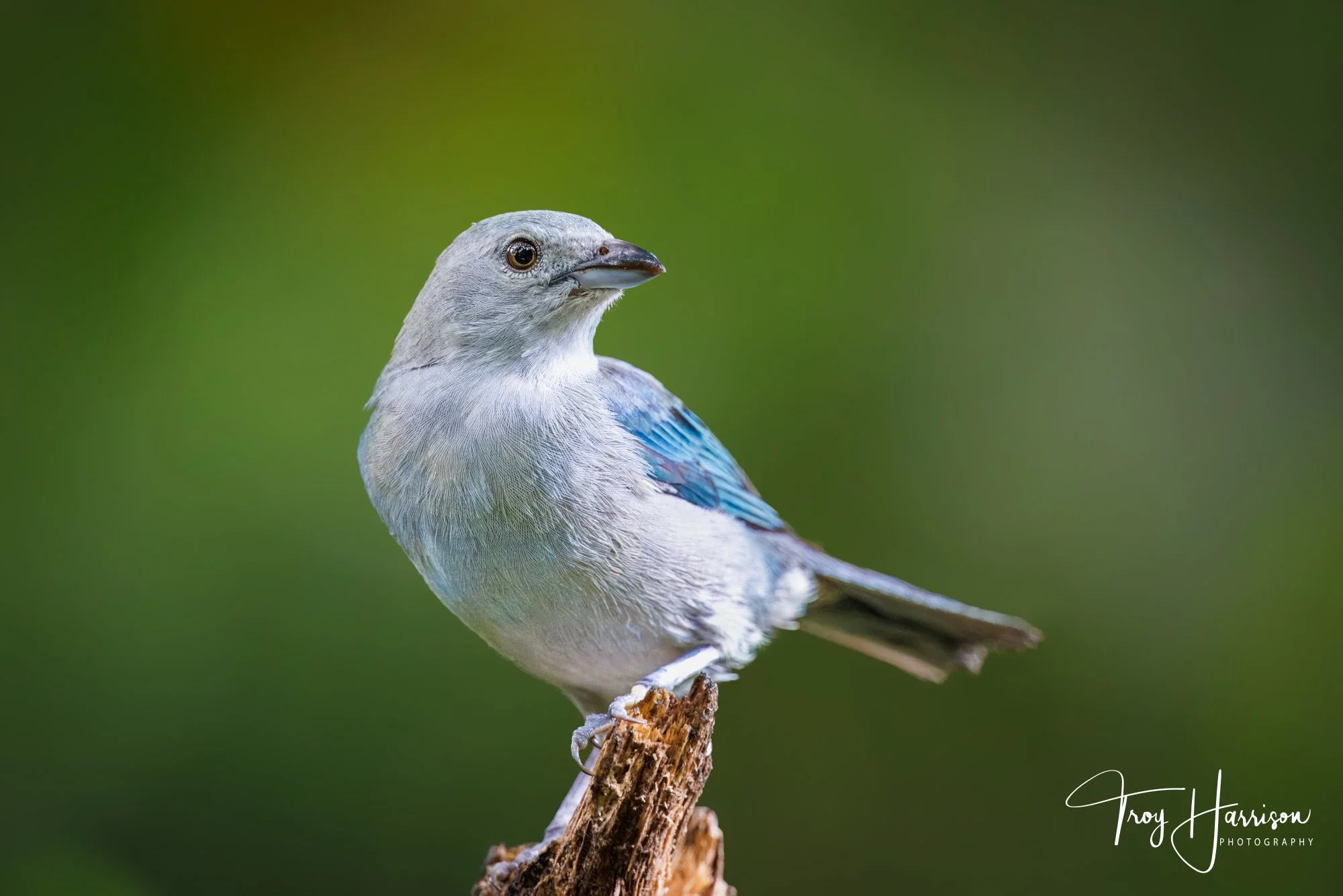 1 - BLue-Grey Tanager, Costa Rica 2024, img 600 (392).jpg