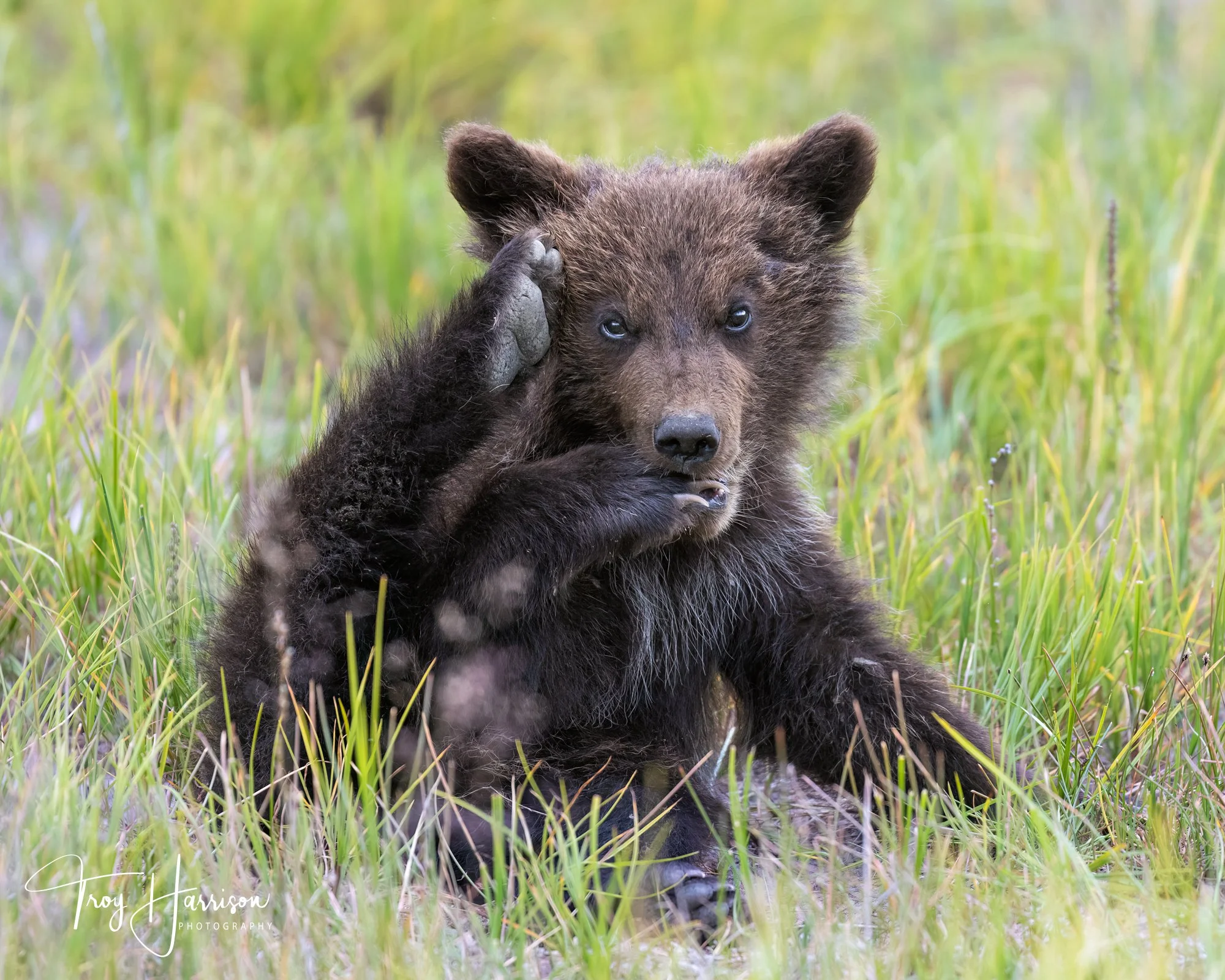1 - Brown Bears, Alaska 2022, img 100-400 588.jpg