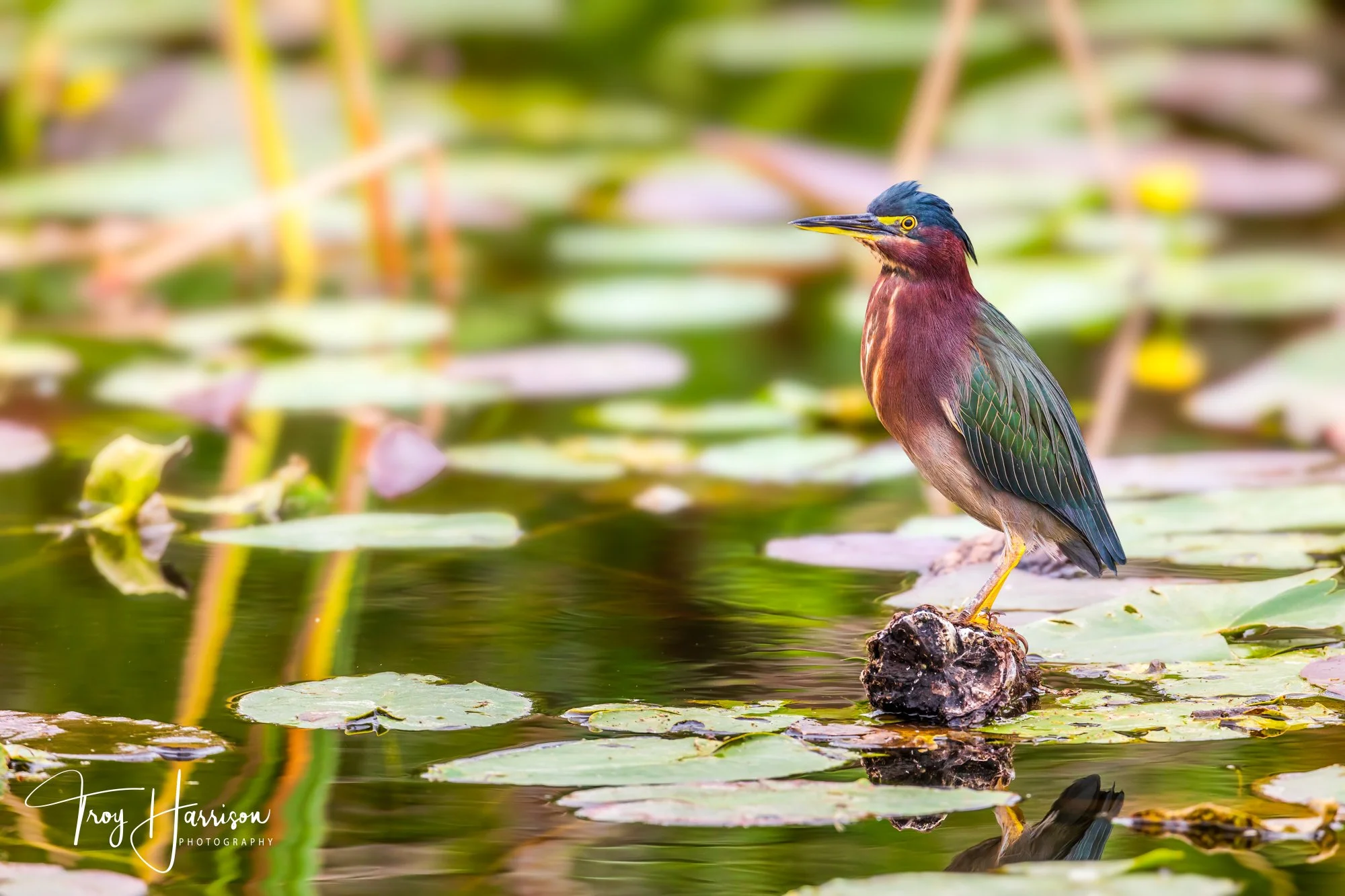1 - Green Heron, Everglades, Nov. 2018, img 1667.jpg