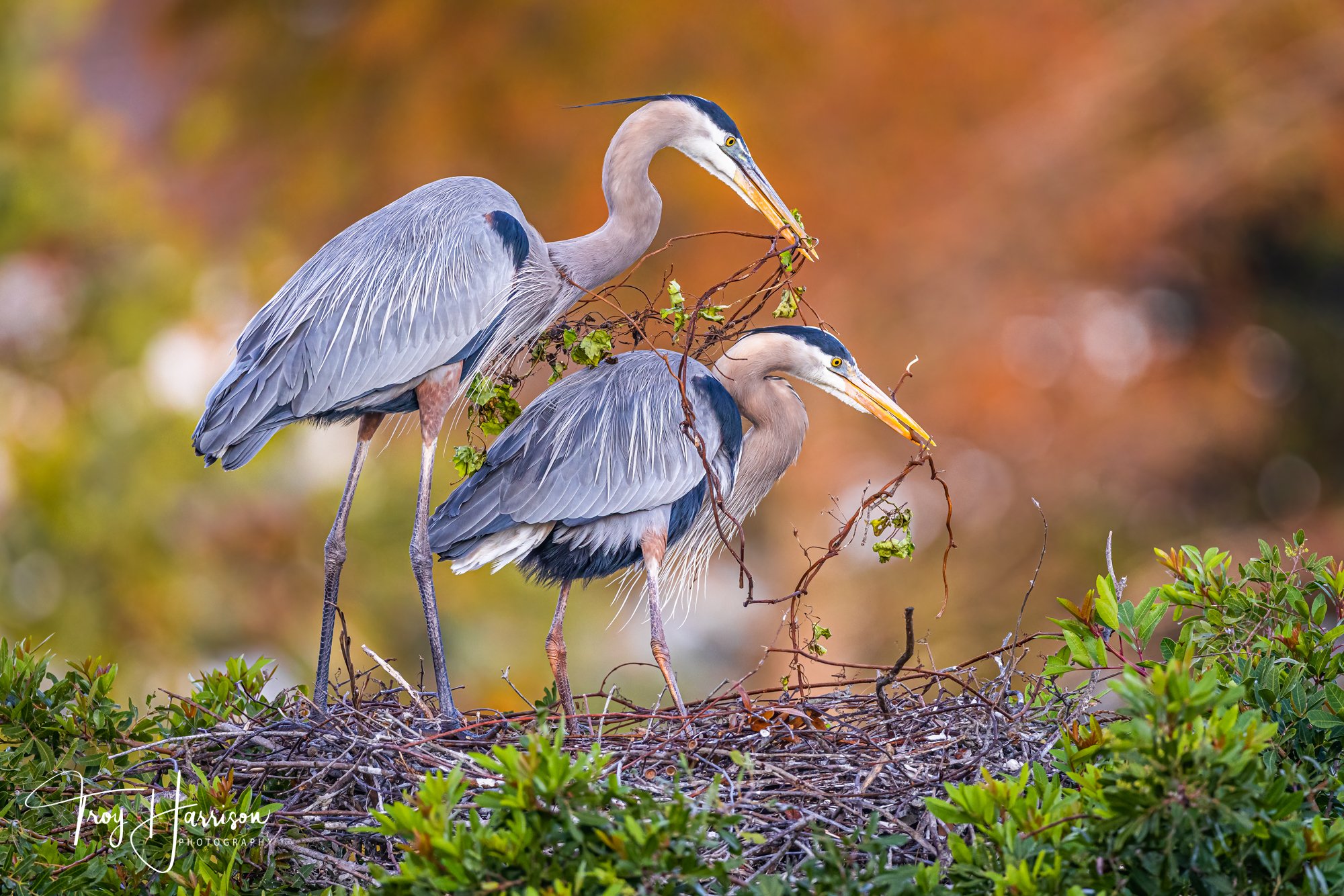 1 - Great Blue Heron, Everglades, January 2021, img 4950.jpg