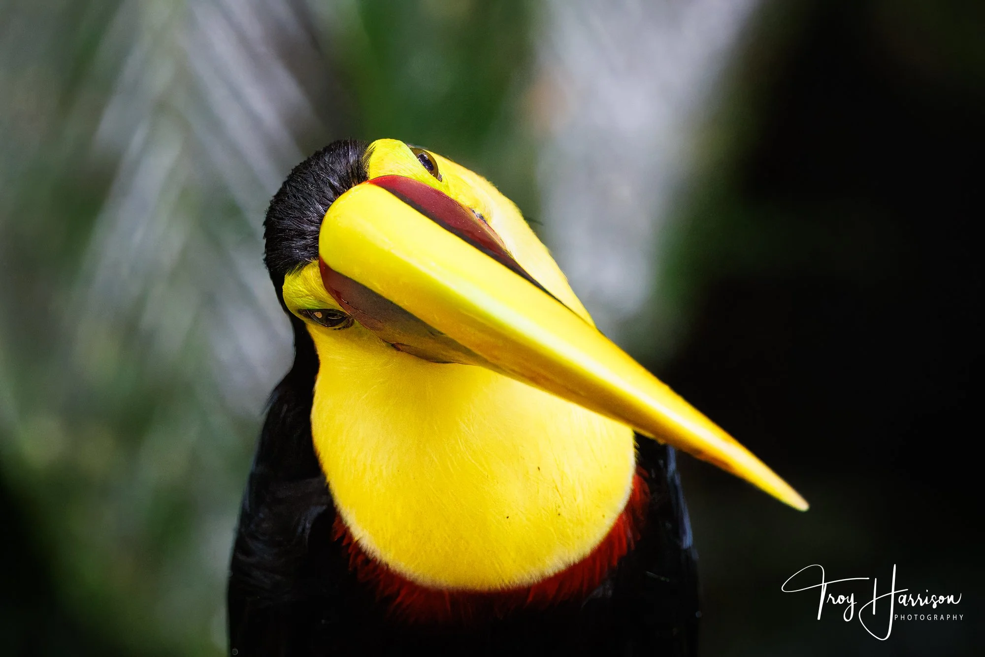 1 - Yellow-Throated Toucan, Costa Rica 2024, img 600 (368).jpg