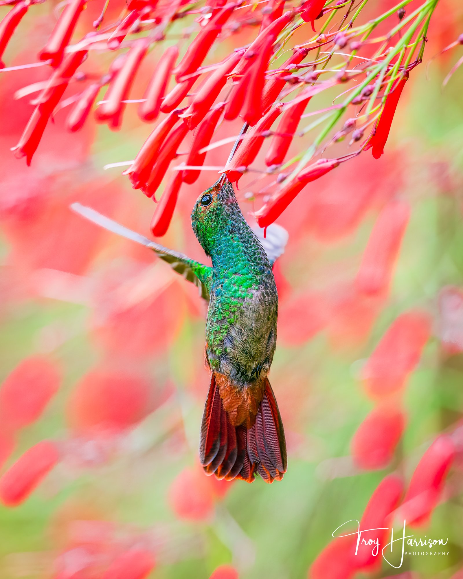 1 - Hummingbird, Costa Rica 2022, img 0712.jpg