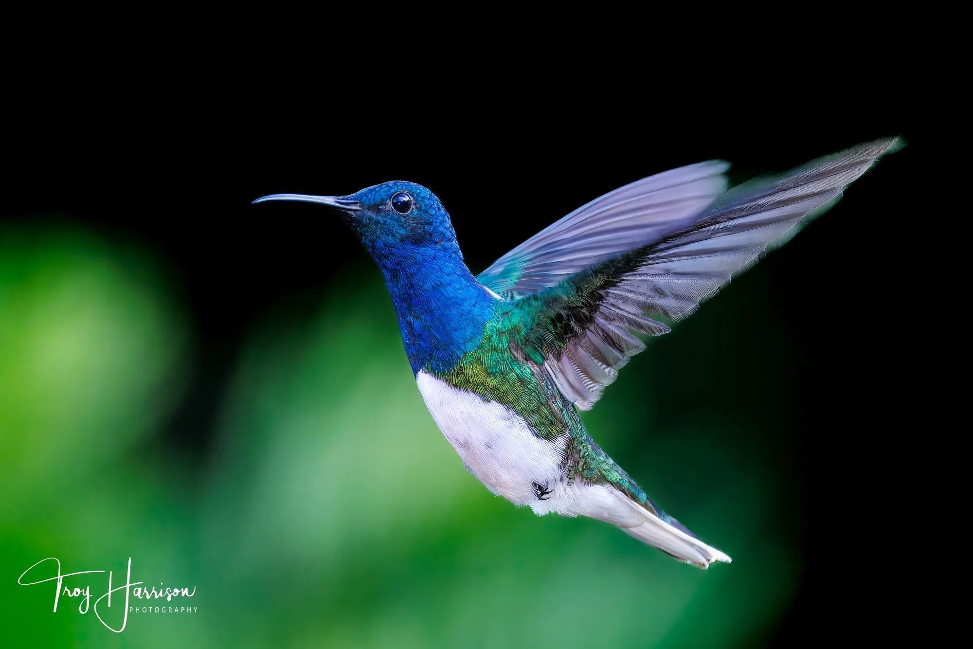 1 - Hummingbird, Costa Rica 2024, img 8385.jpg