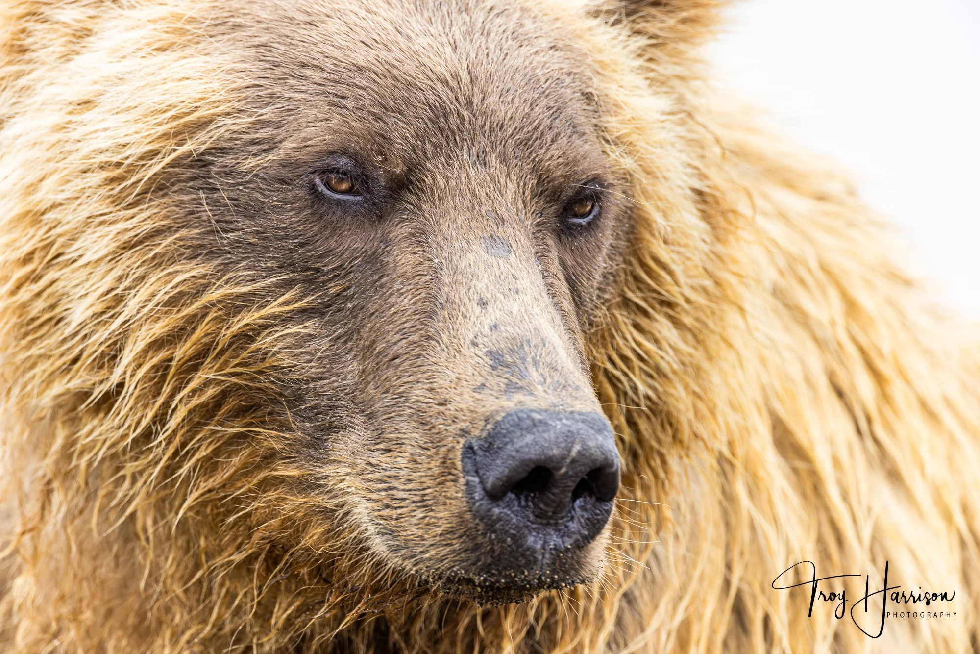 1 - Brown bear, Alaska 2021, img 1917.jpg
