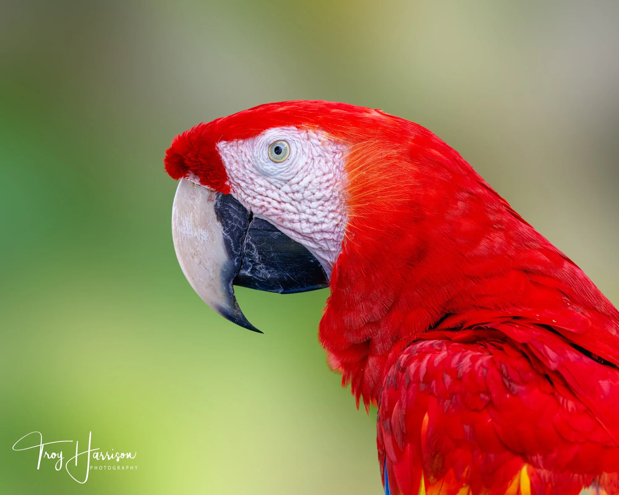 1 - Scarlet Macaw, Costa Rica 2024, img 9694.jpg