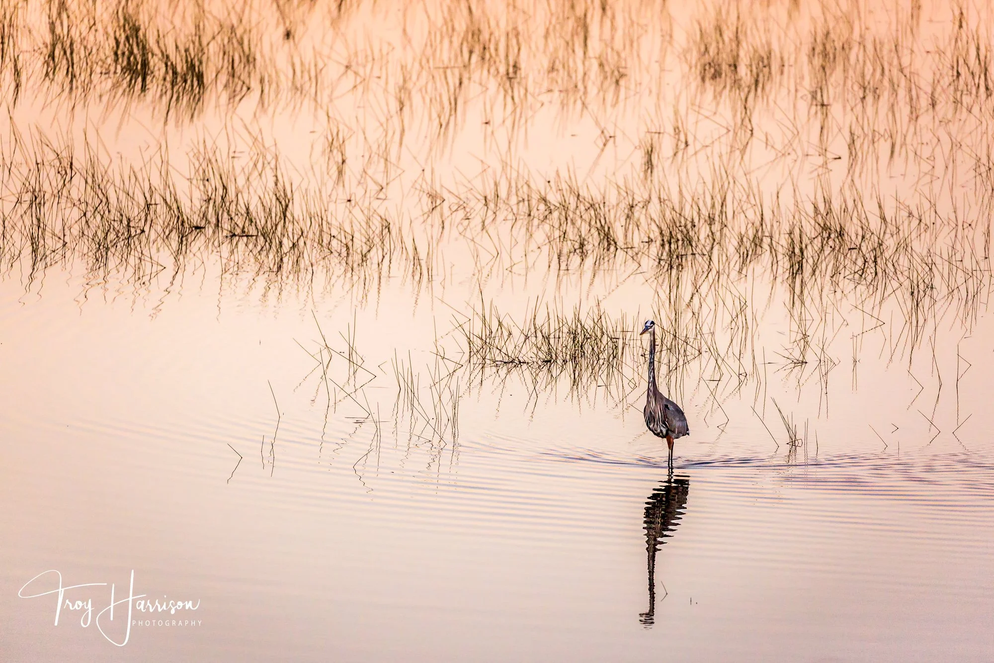 1 - Great Blue Heron, Everglades Jan. 2017, img 5125.jpg