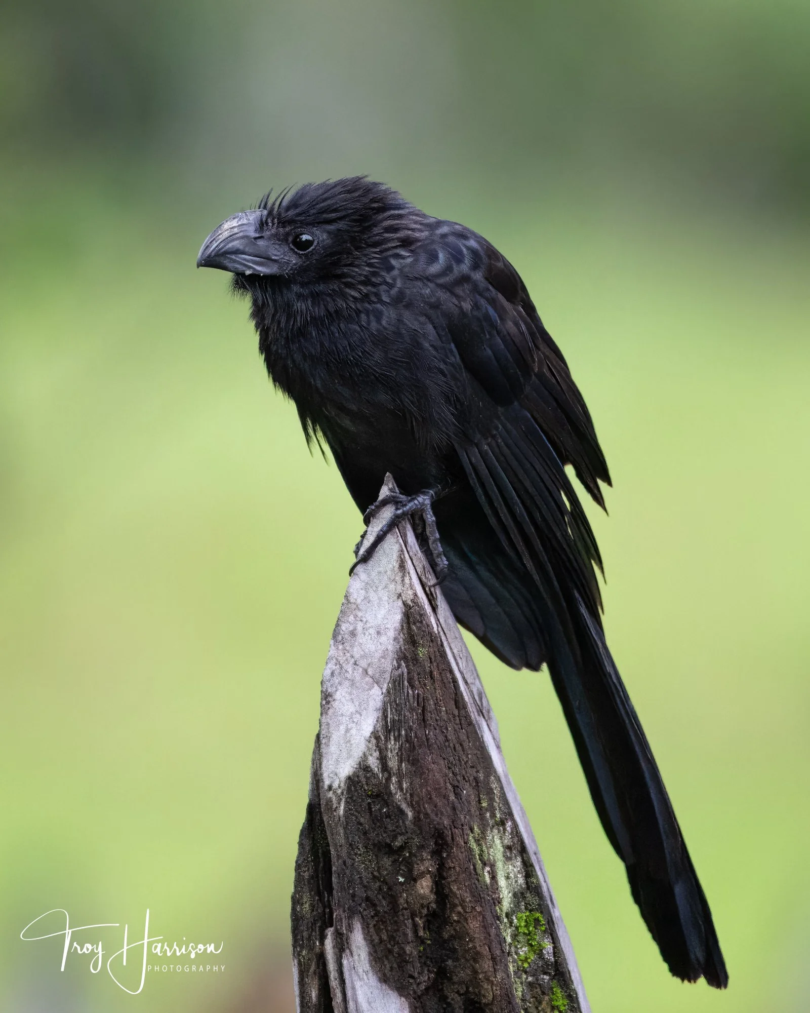 1 - Grove-billed Ani, Costa Rica 2023, img 100-500 (1435).jpg