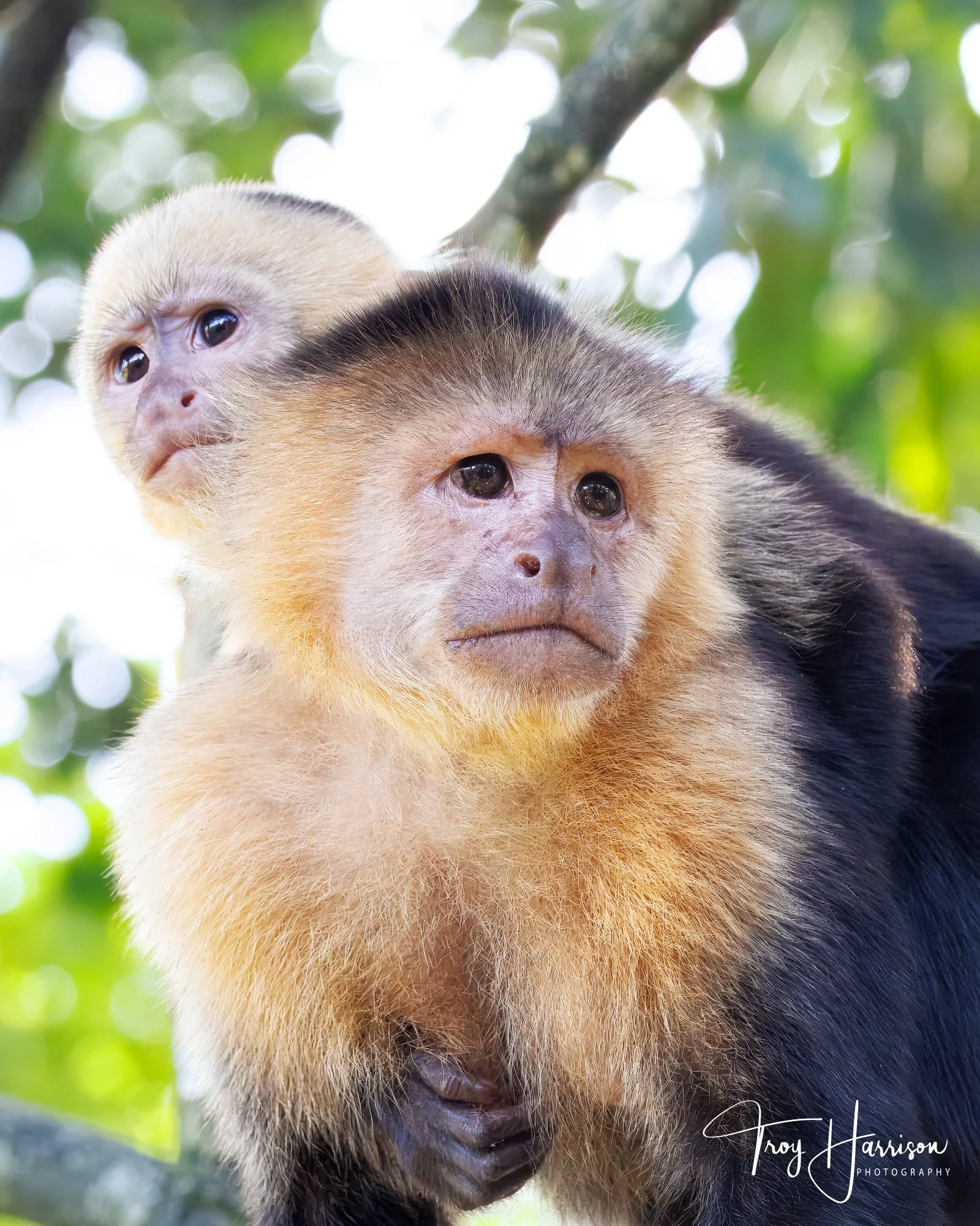 1 - Capuchin Monkey, Costa Rica 2024, img 9763.jpg