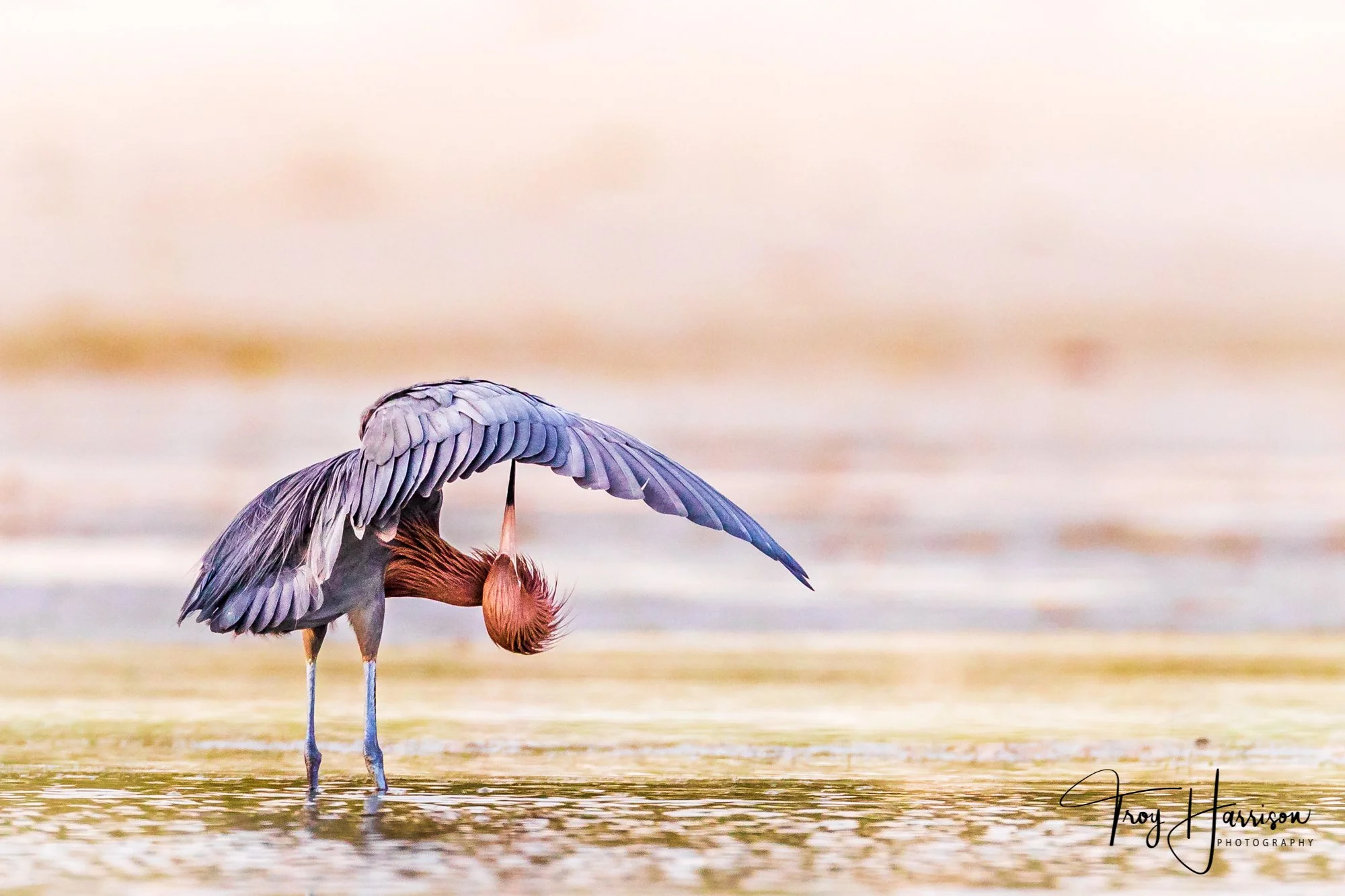 1 - Reddish Egret, Everglades, March 2019, img 484.jpg