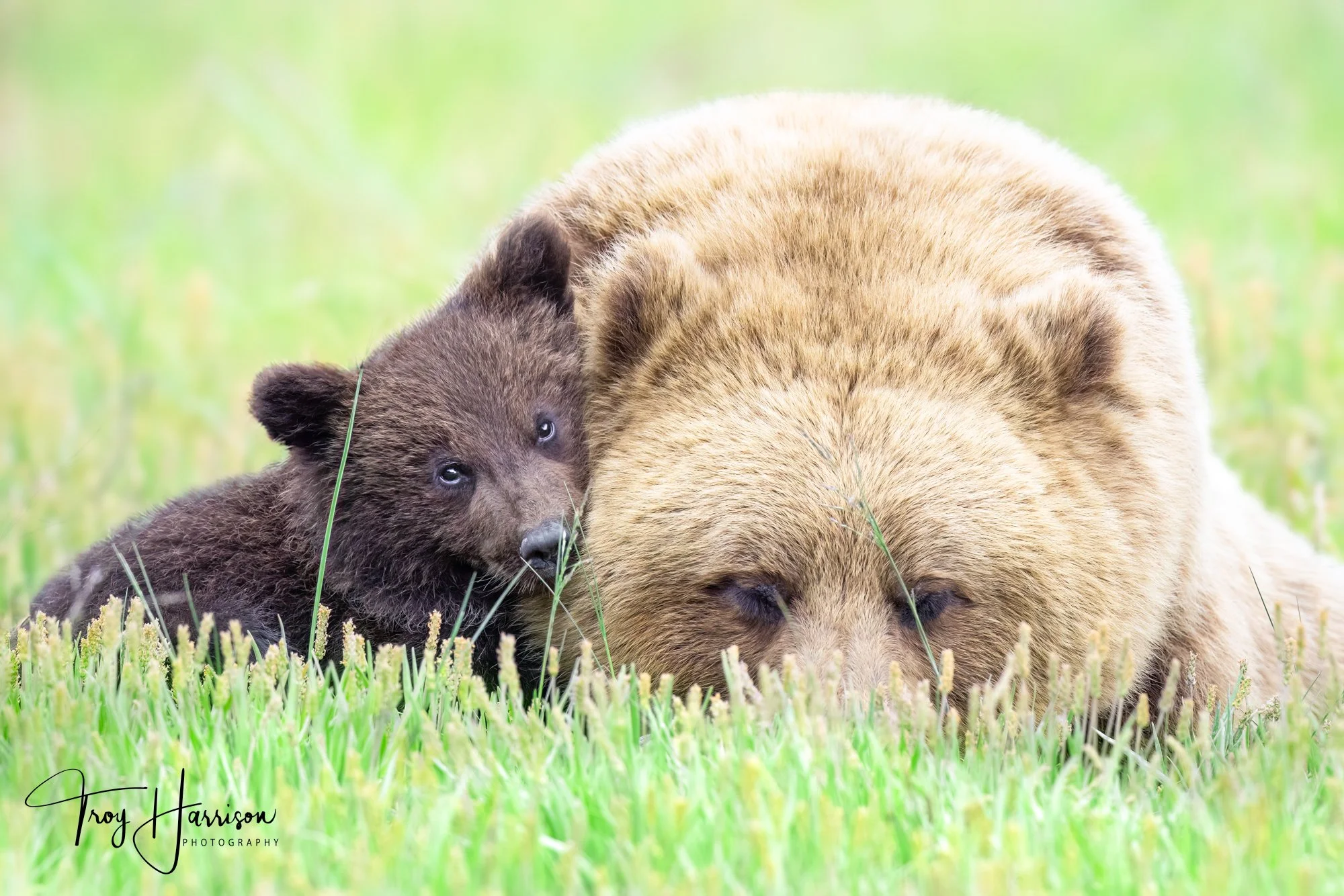 1 - Brown Bears, Alaska 2022, img 5254.jpg
