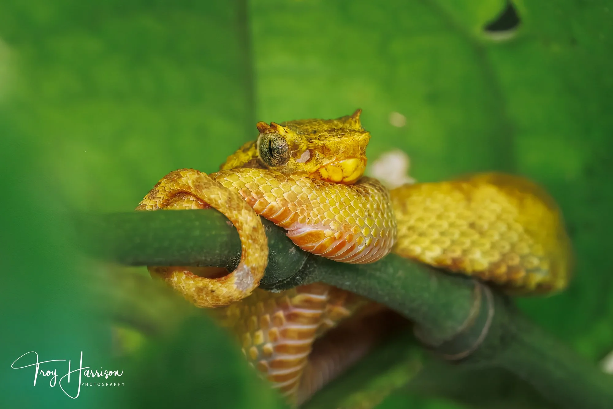 1 - Eyelash Viper, Costa Rica 2024, img 1984.jpg