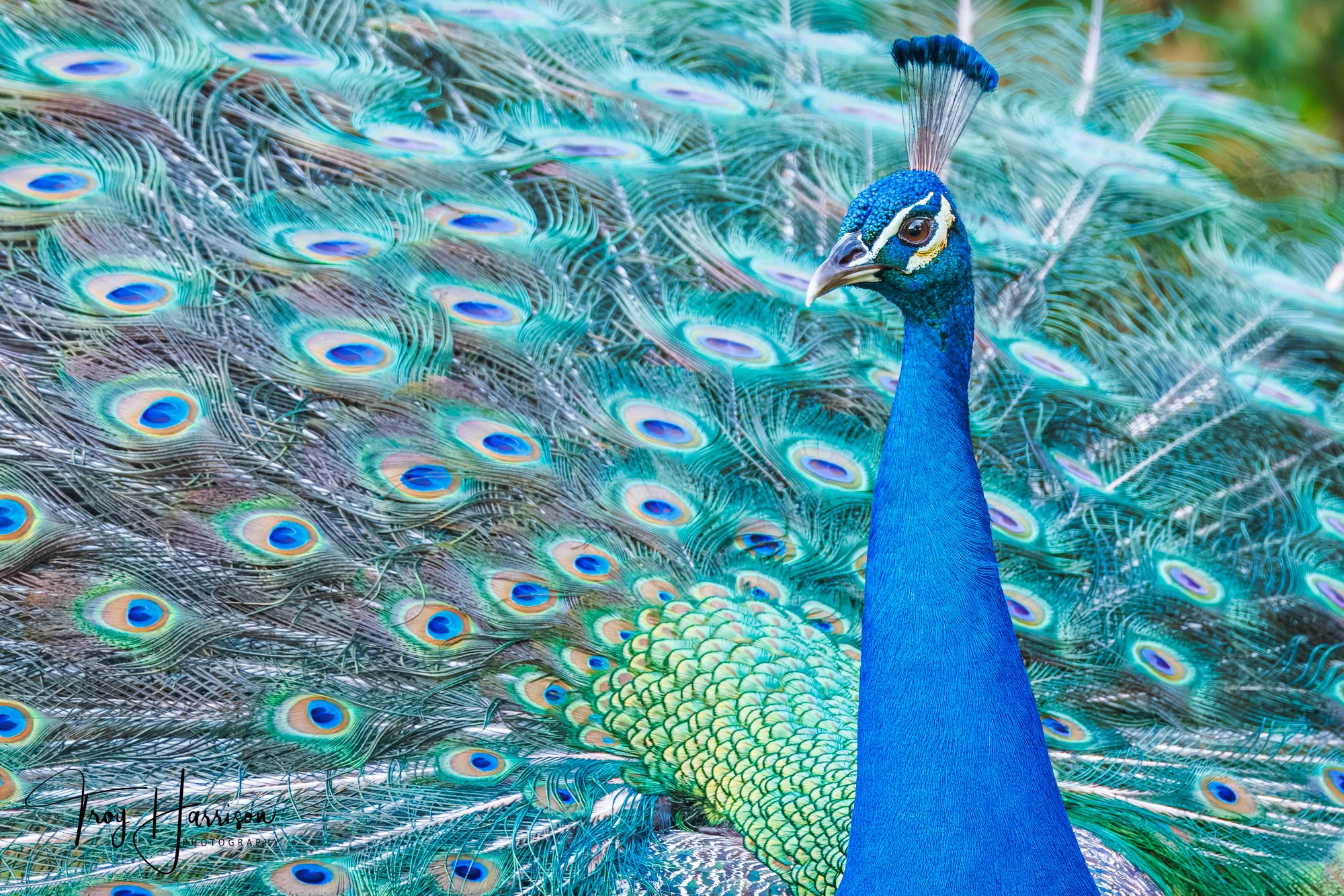 1 - Peacock, Miami Feb. 2025, img 7968.jpg