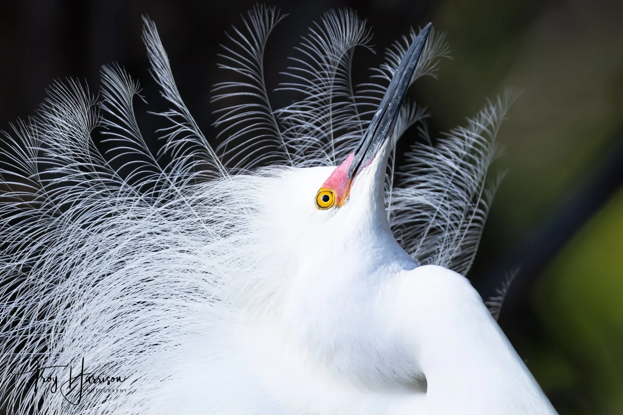 1 - Snowy Egret, Everglades, April 2022, img 5763.jpg
