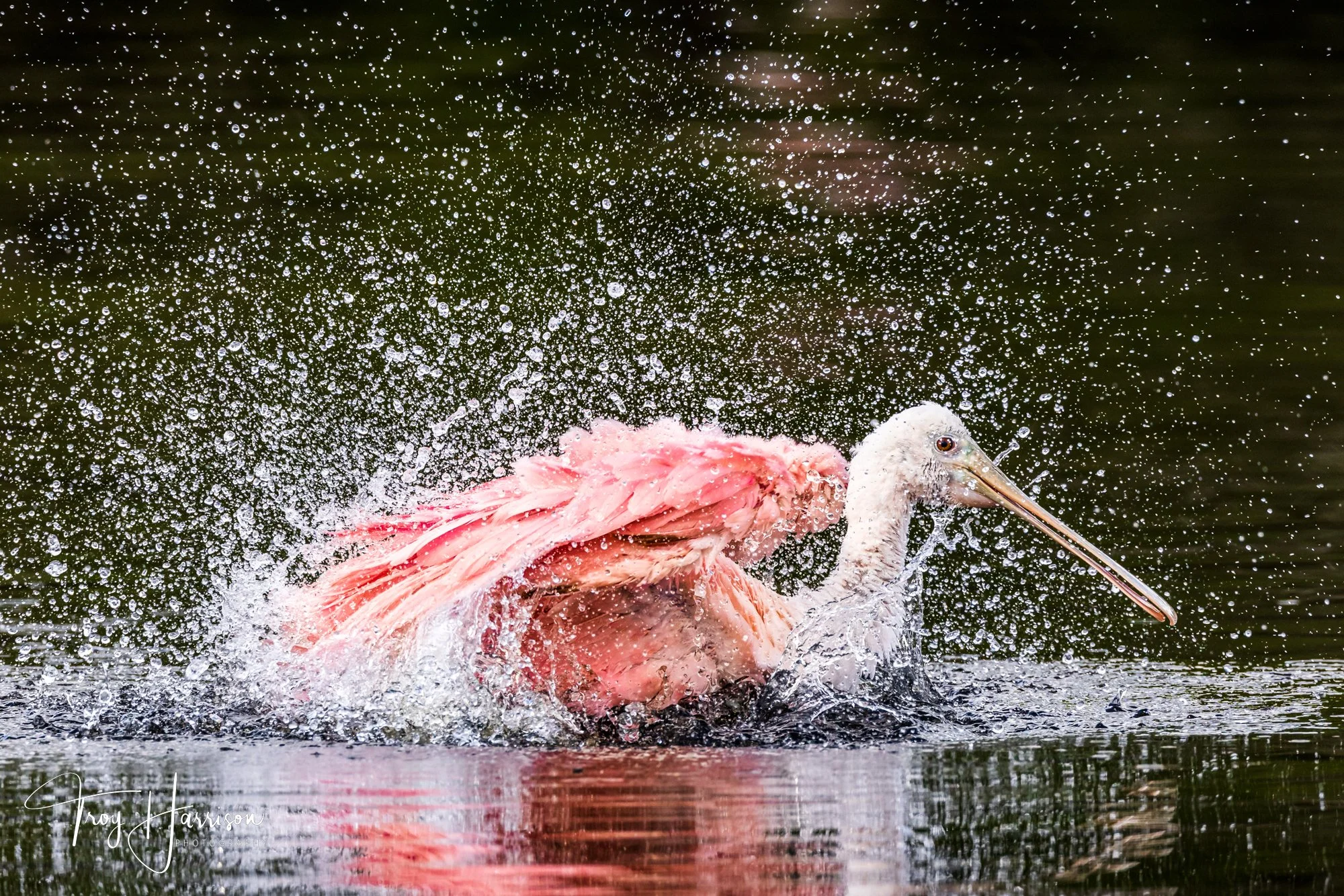 1 - Roseate Spoonbill, Everglades, Jan. 2022, img 7225.jpg
