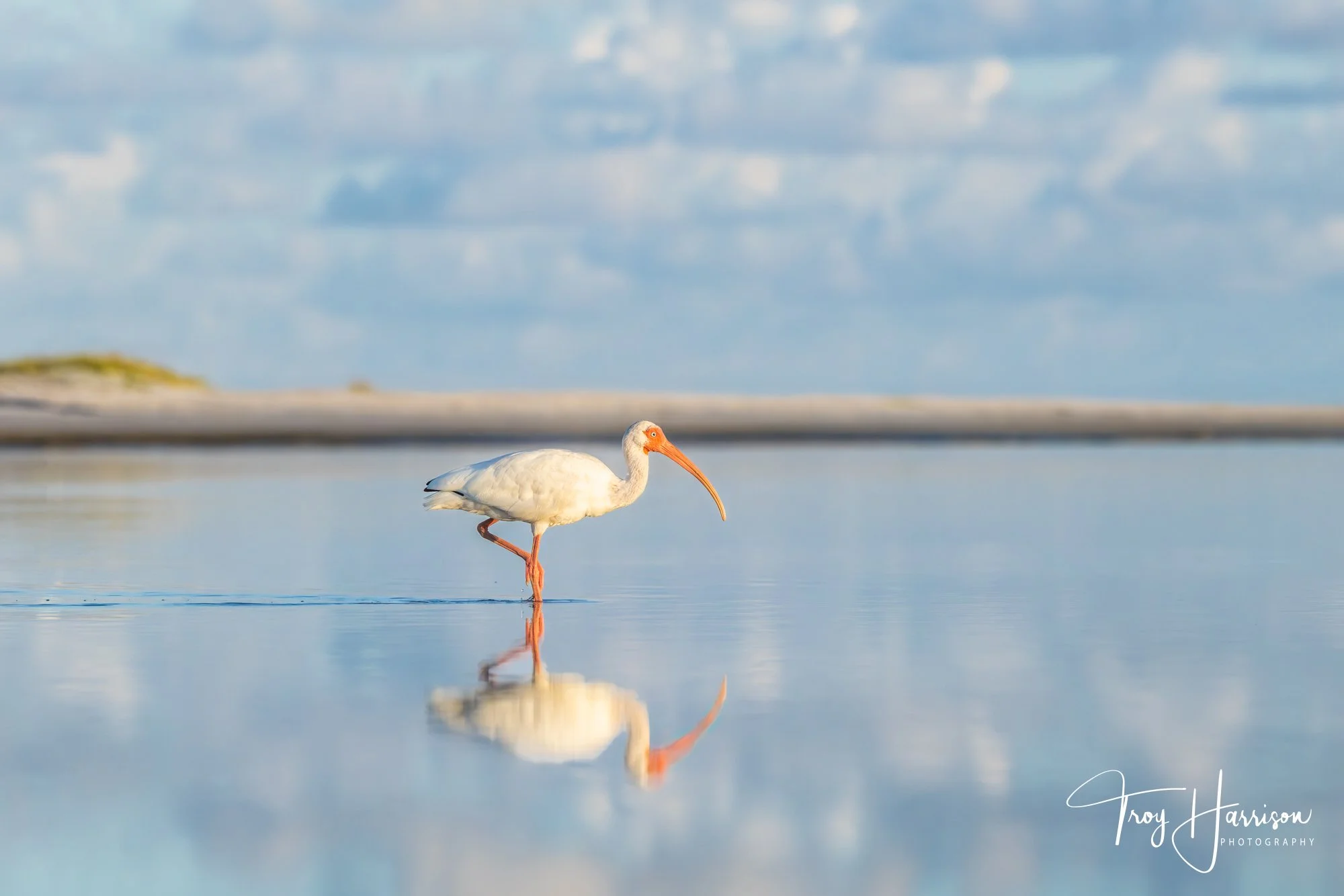 1 - Ibis, Everglades, Aug. 2025, img 3895.jpg