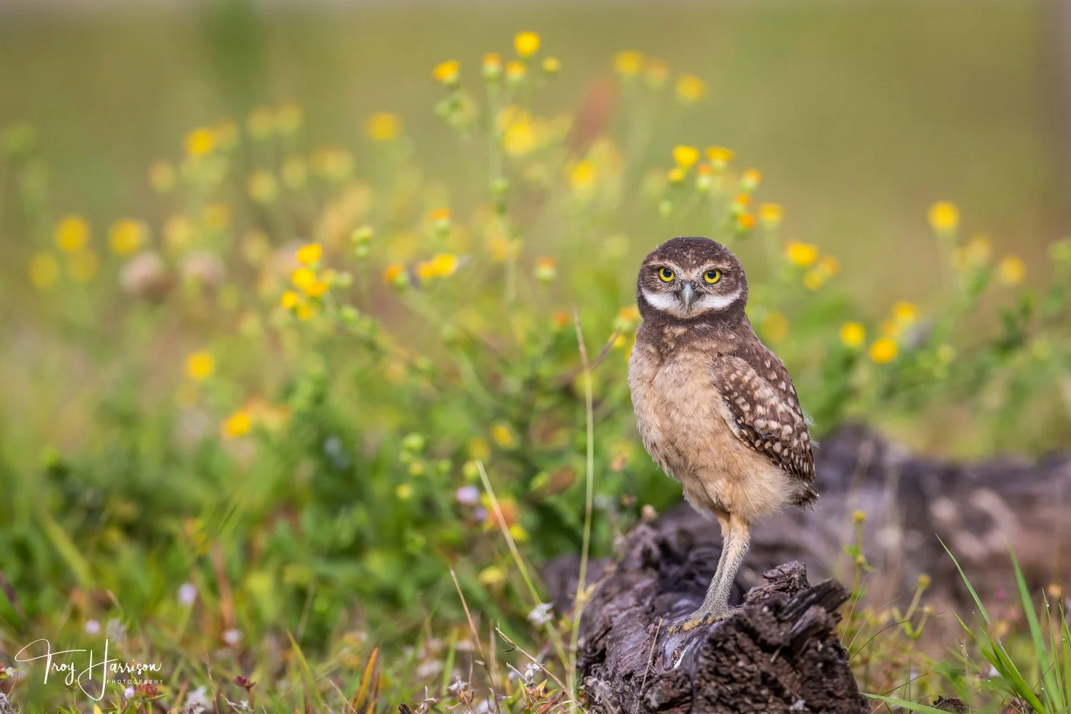 1 - Burrowing Owl Chick, Florida 2019, img 3334.jpg