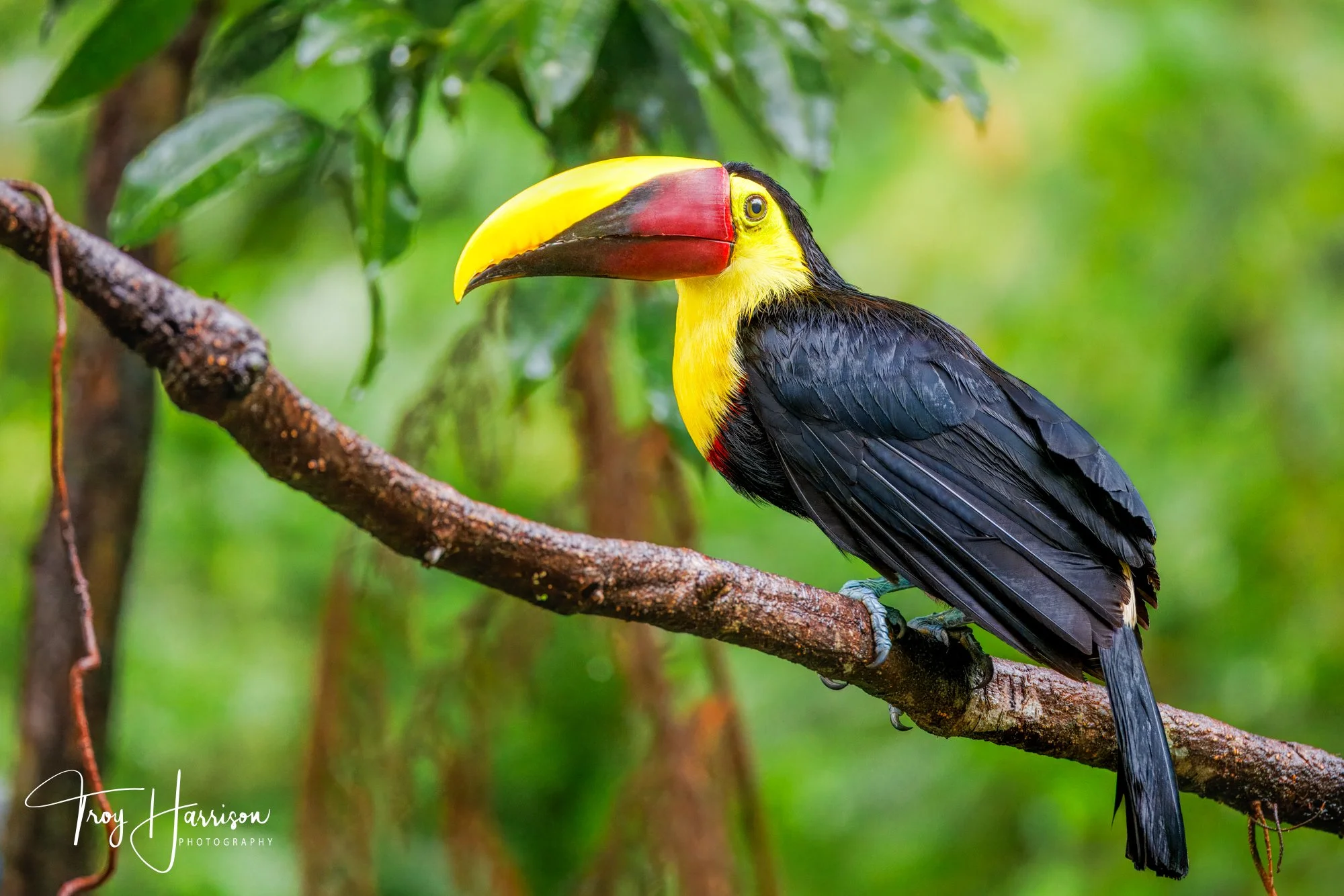 1 - Yellow-Throated Toucan, Costa Rica 2024, img 9020.jpg