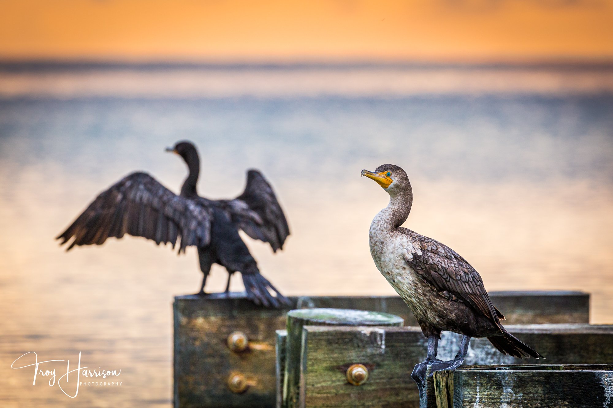 1 - Cormorants, Everglades, Aug. 2018, img 990.jpg