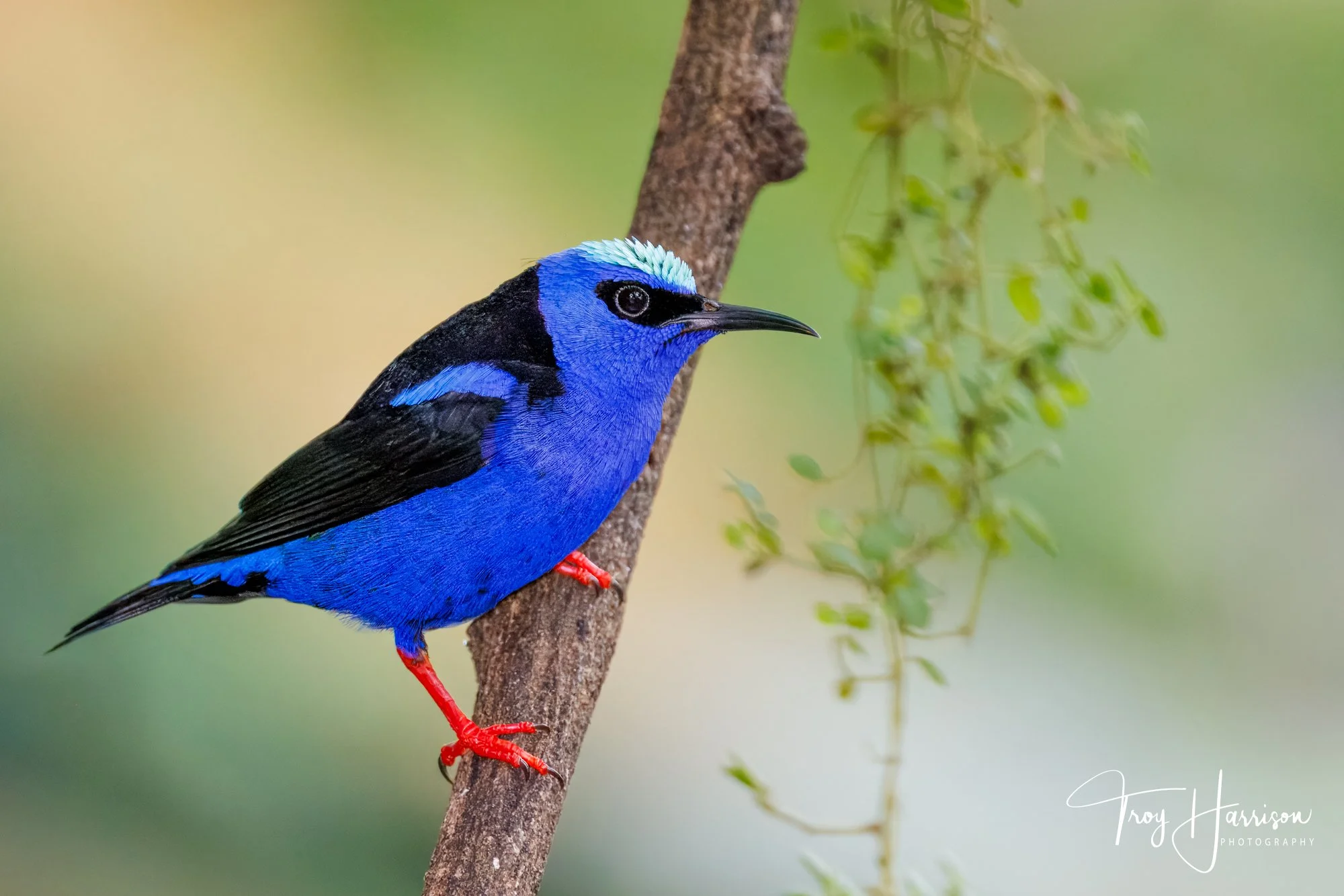 1 - Red-Legged Honeycreeper, Costa Rica 2024, img 1472.jpg