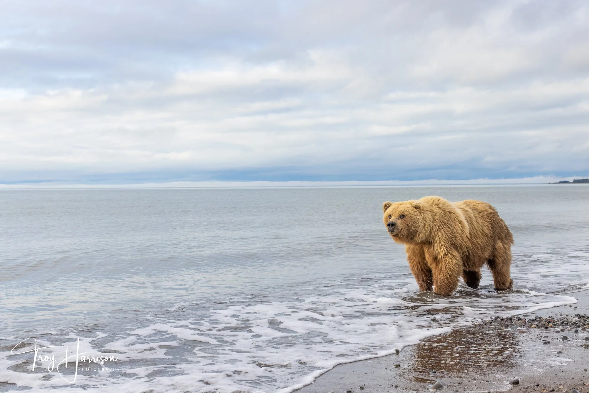1 - Brown Bears, Alaska 2022, img 1602.jpg