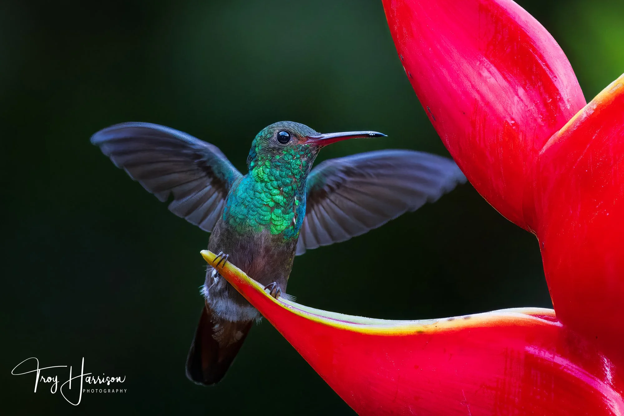 1 - Hummingbird, Costa Rica 2024, img 8938.jpg