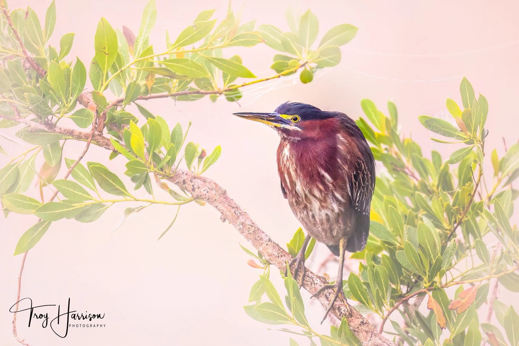 1 - Green Heron, Everglades, Dec. 2017, img 377.jpg
