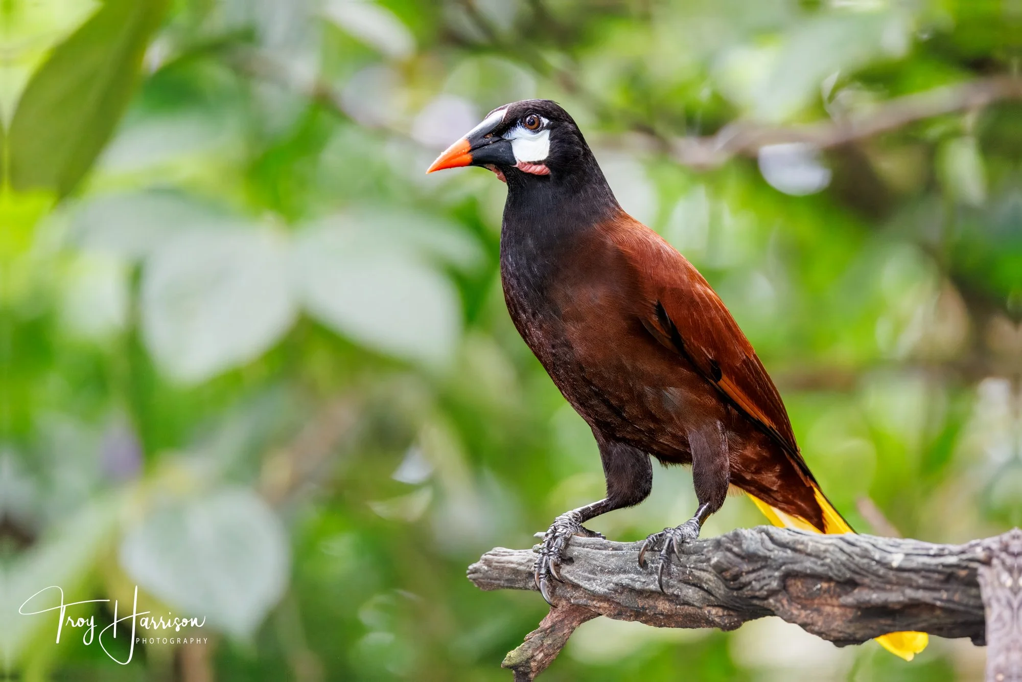 1 - Montezuma Oropendola, Costa Rica 2024, img 1511.jpg