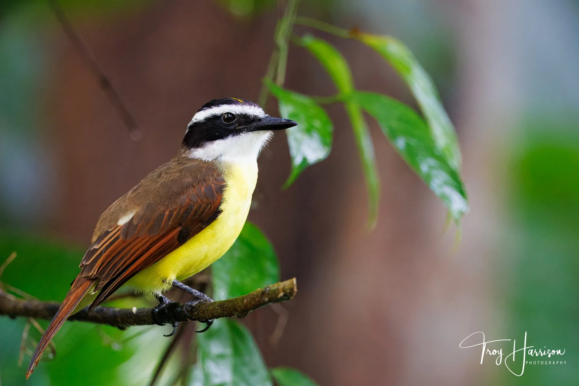 1 - Great Kiskadee, Costa Rica 2024, img 600 (236).jpg