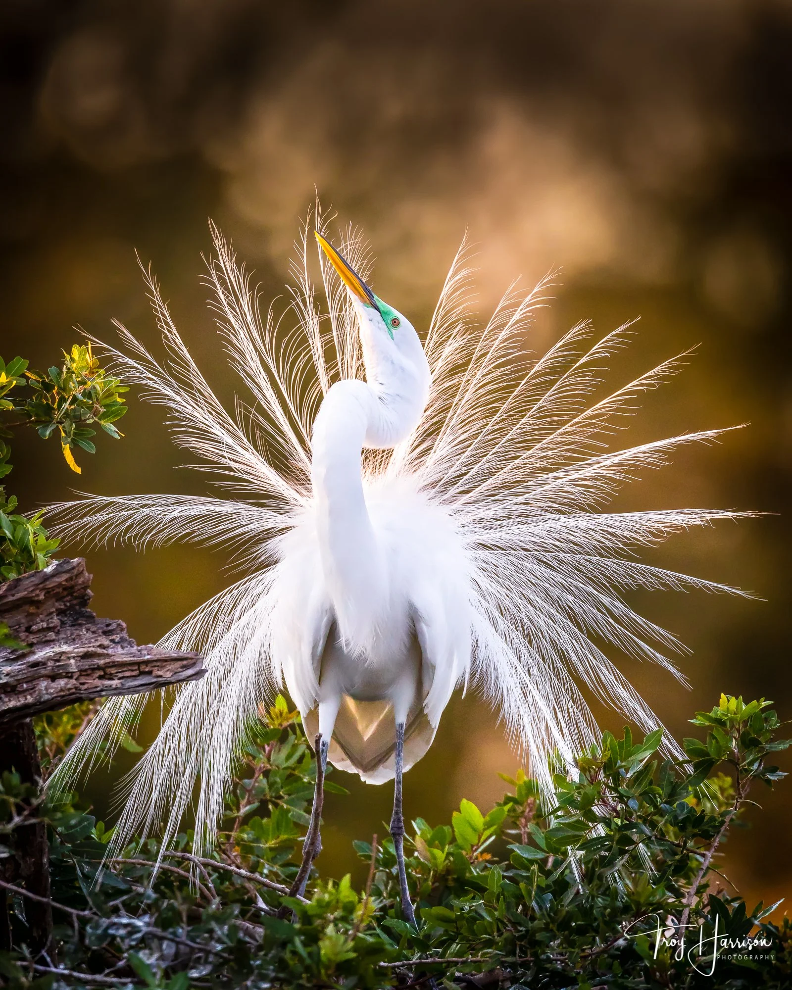 1 - Great Egret, Everglades, Jan. 2019, img 2021.jpg