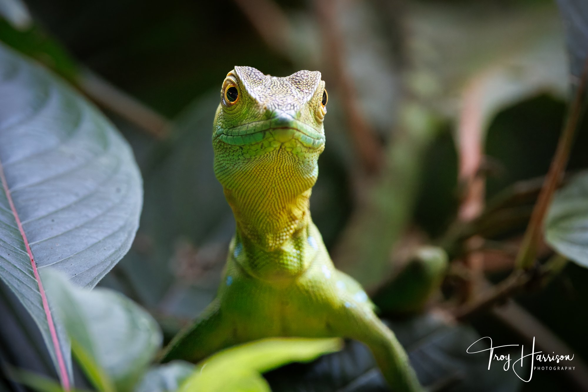 1 - Green Basilisk, Costa Rica 2024, img 1811.jpg