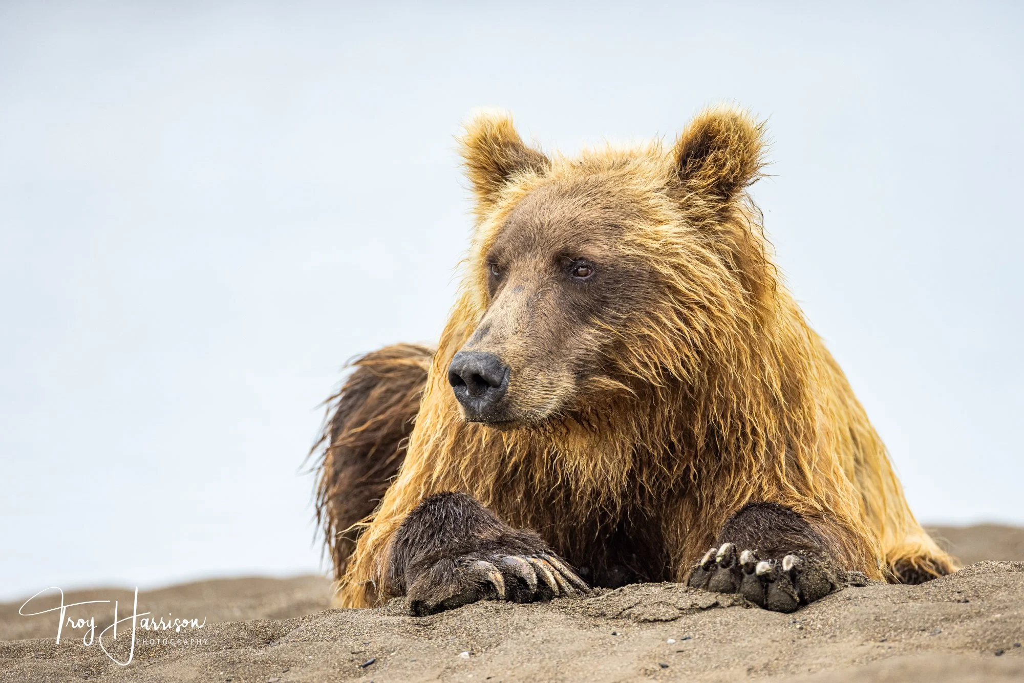 1 - Brown bear, Alaska 2021, img 1793.jpg