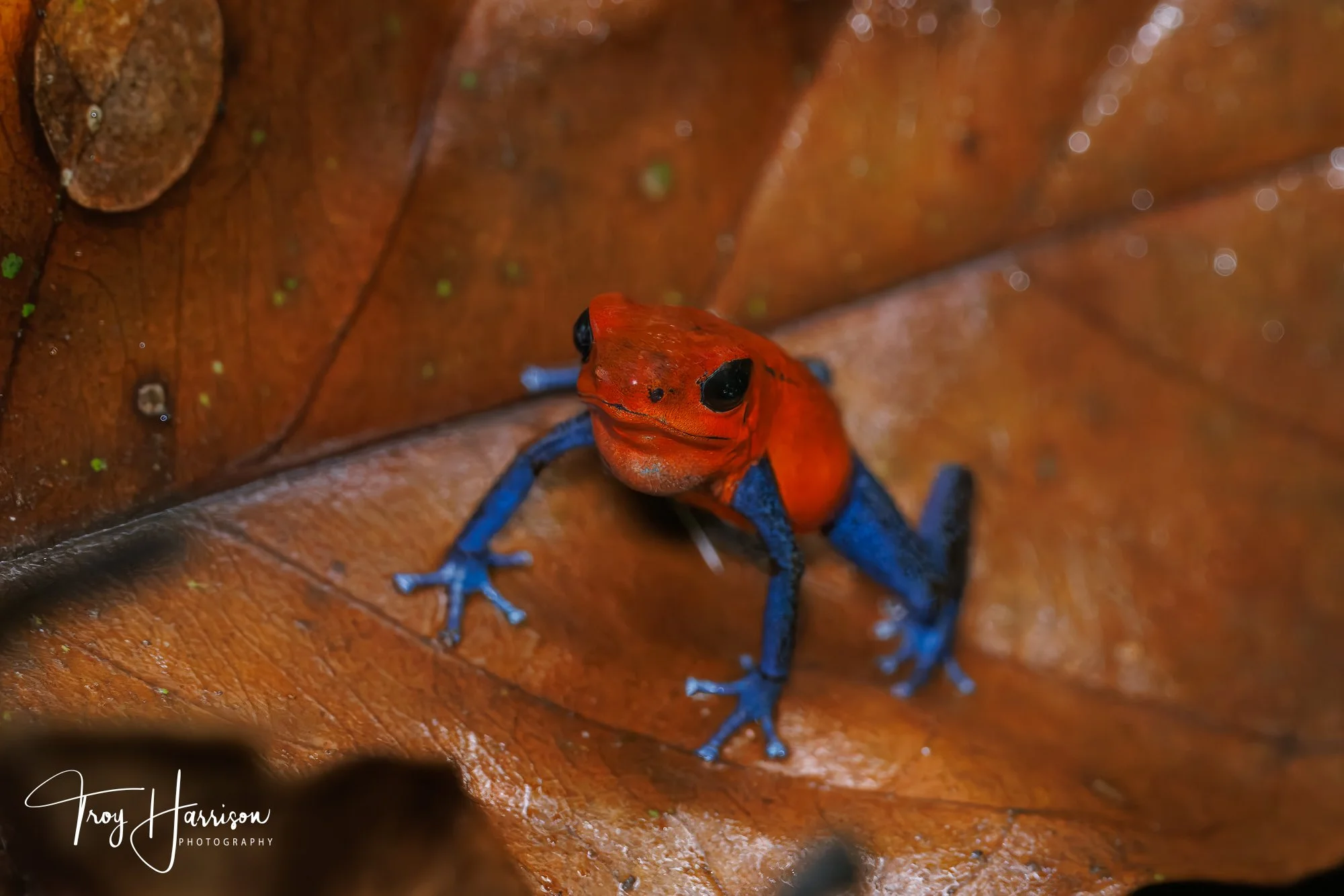 1 - Poison Dart Frog, Costa Rica 2024, img 1168.jpg
