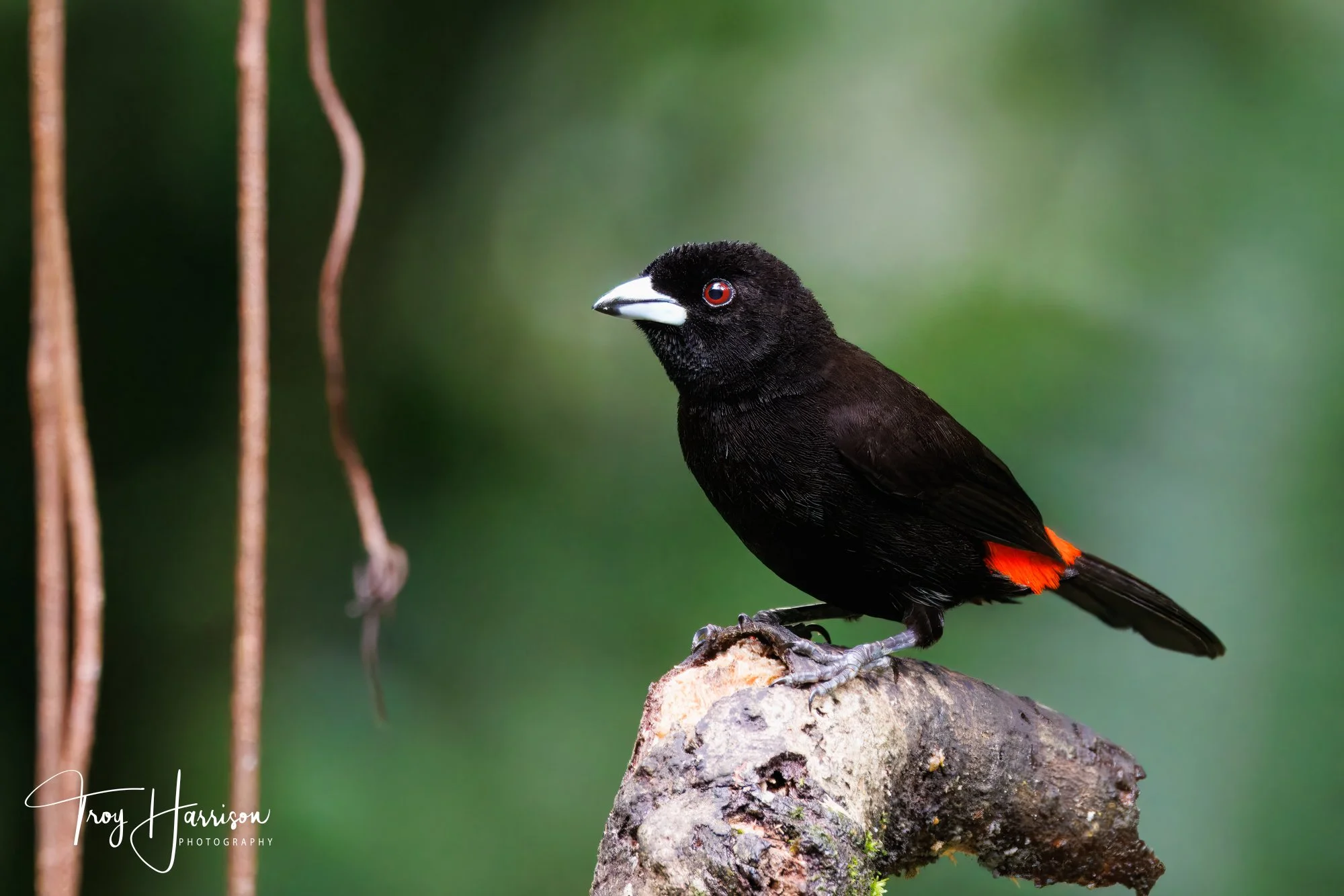 1 - Scarlet-Rumped Tanager, Costa Rica 2024, img 9227.jpg