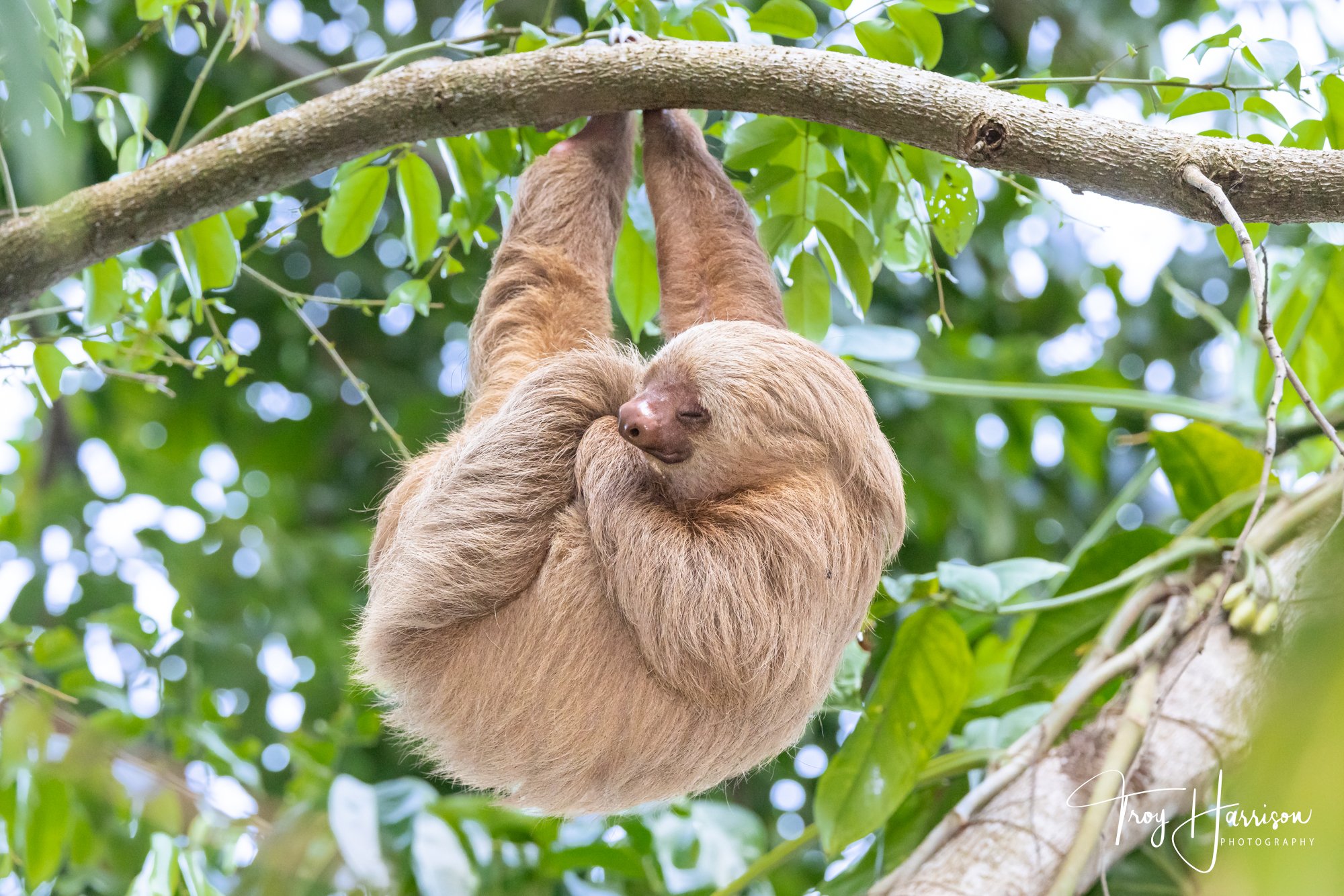 1 - Sloth, Costa Rica 2024, img 1922.jpg