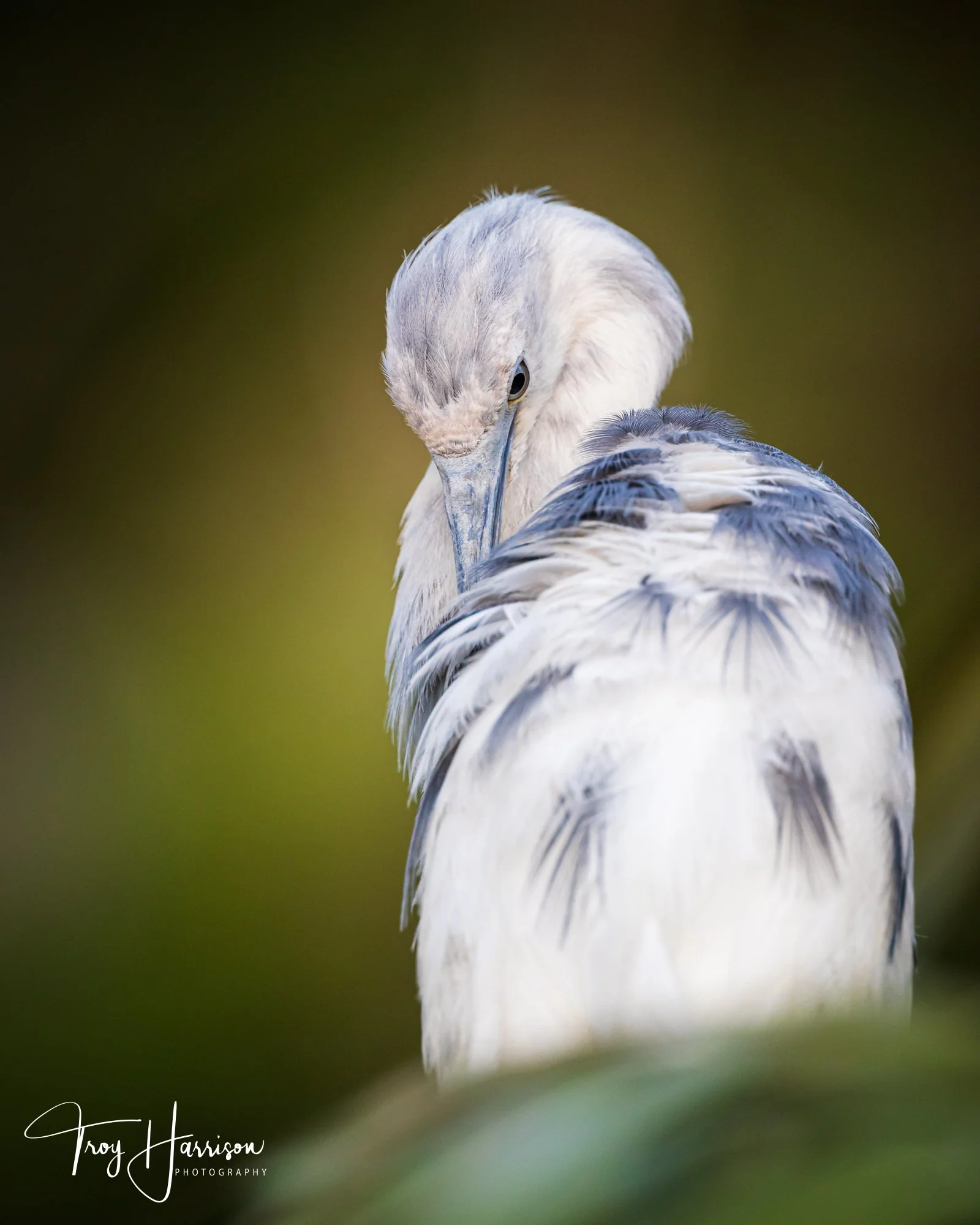 1 - Little Blue Heron, Everglades, April 2022, img 8802.jpg