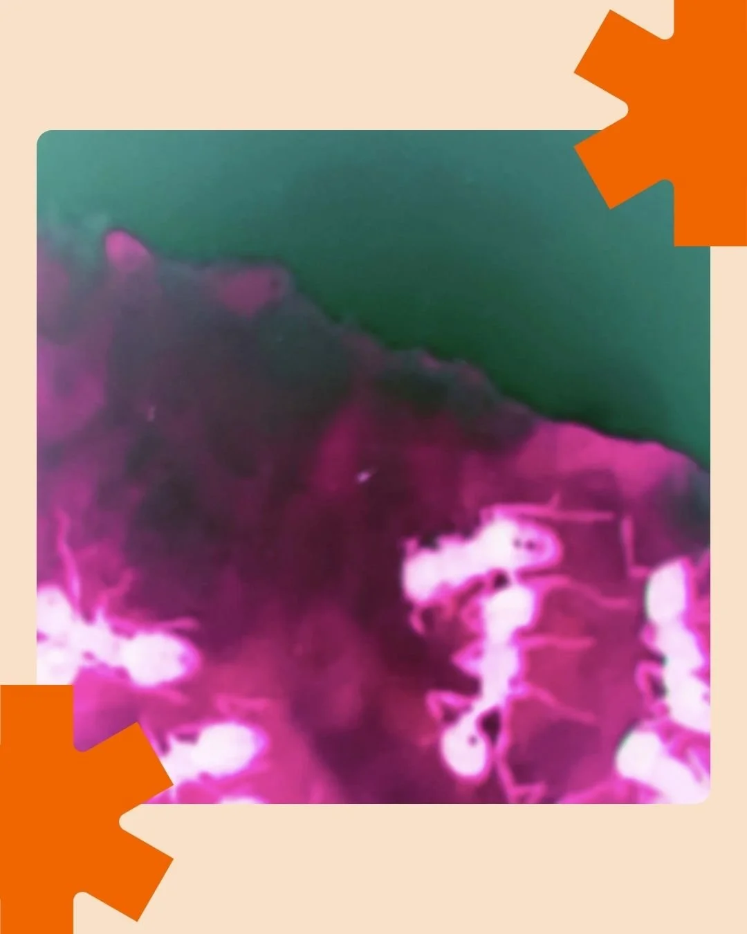 Rocky O'Reilly Vs Havvk