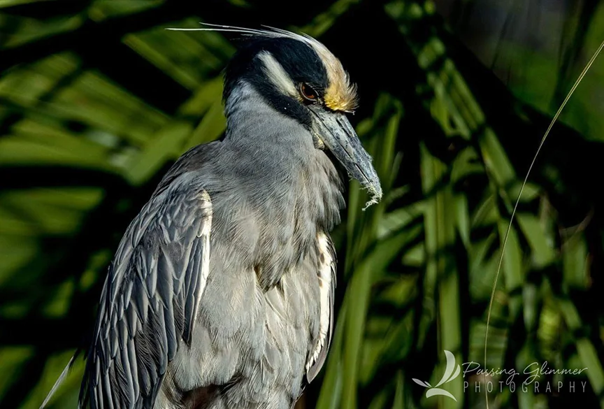 nighheron.jpg