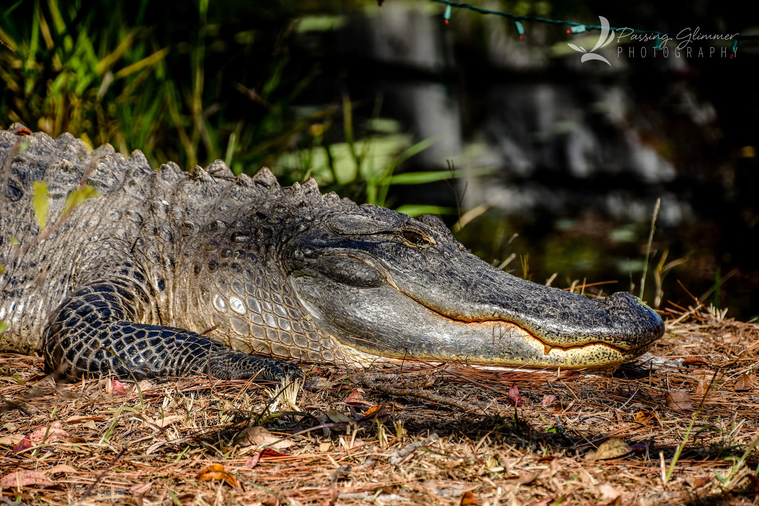 alligatorOS1.jpg