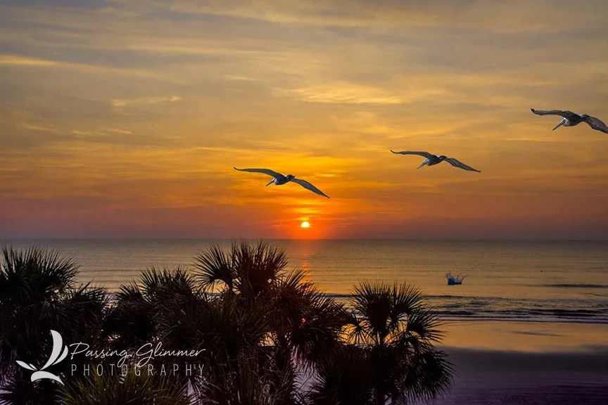 ormandbeachbirds2.jpg