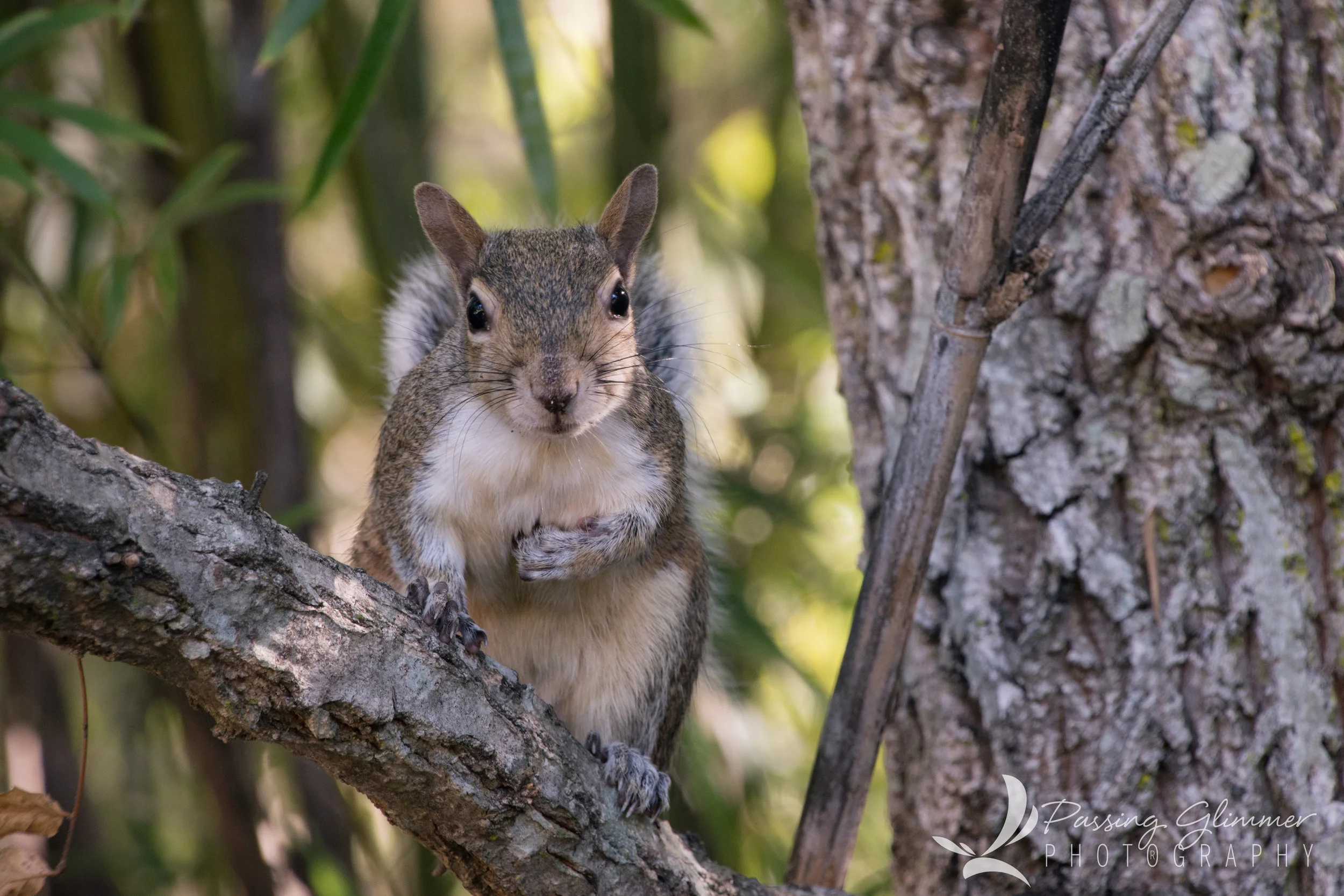 squirrel1.jpg