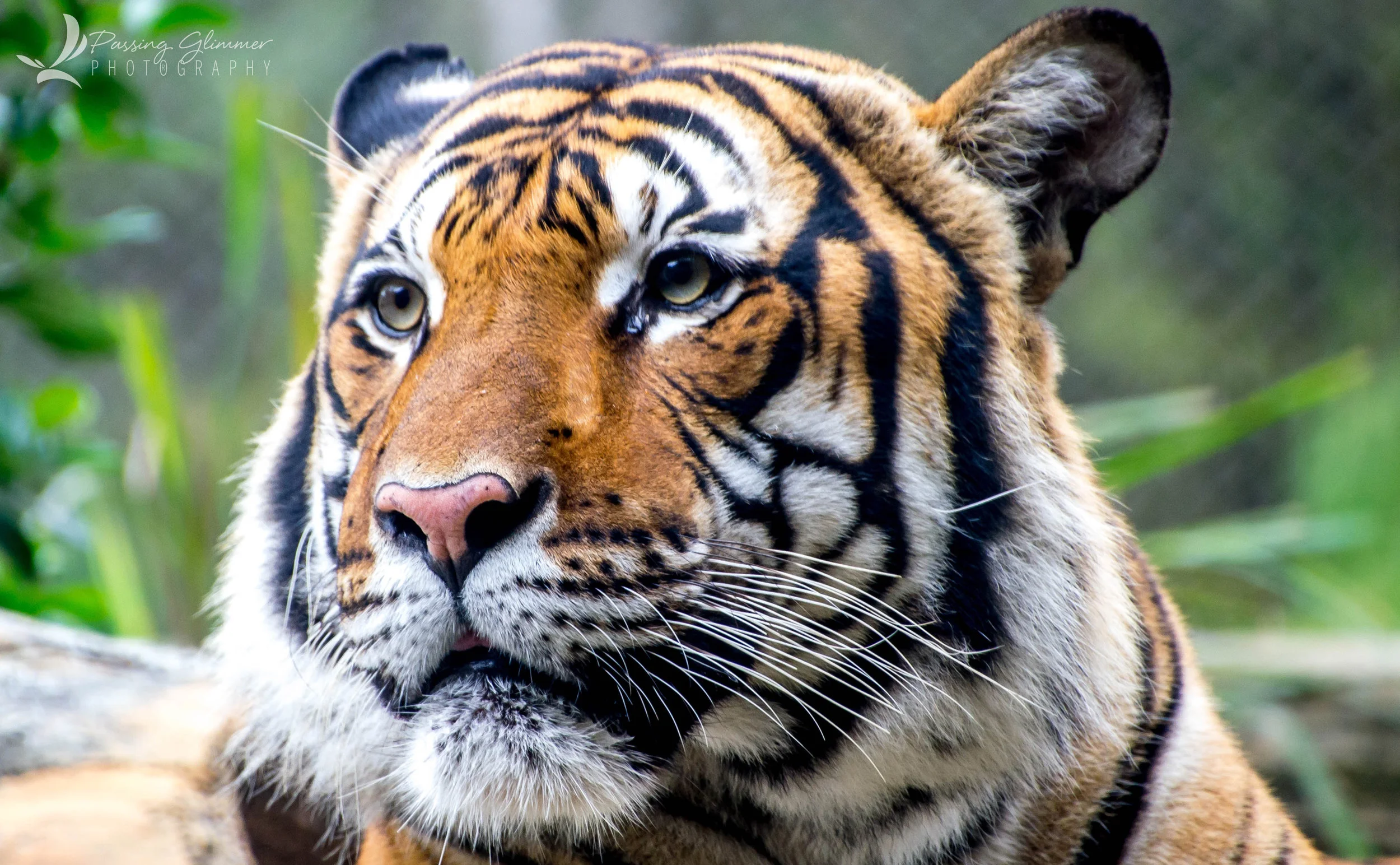 JaxZoo1_2_16-66b.jpg
