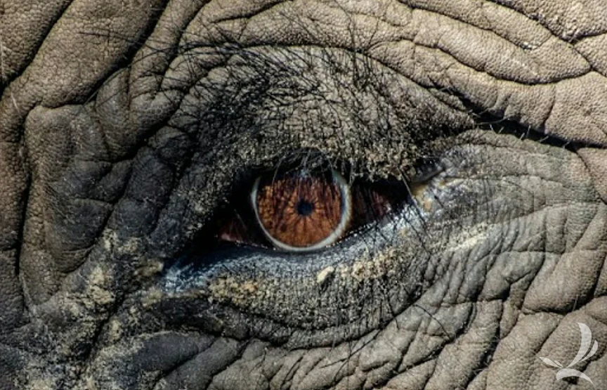 elephanteye1.jpg