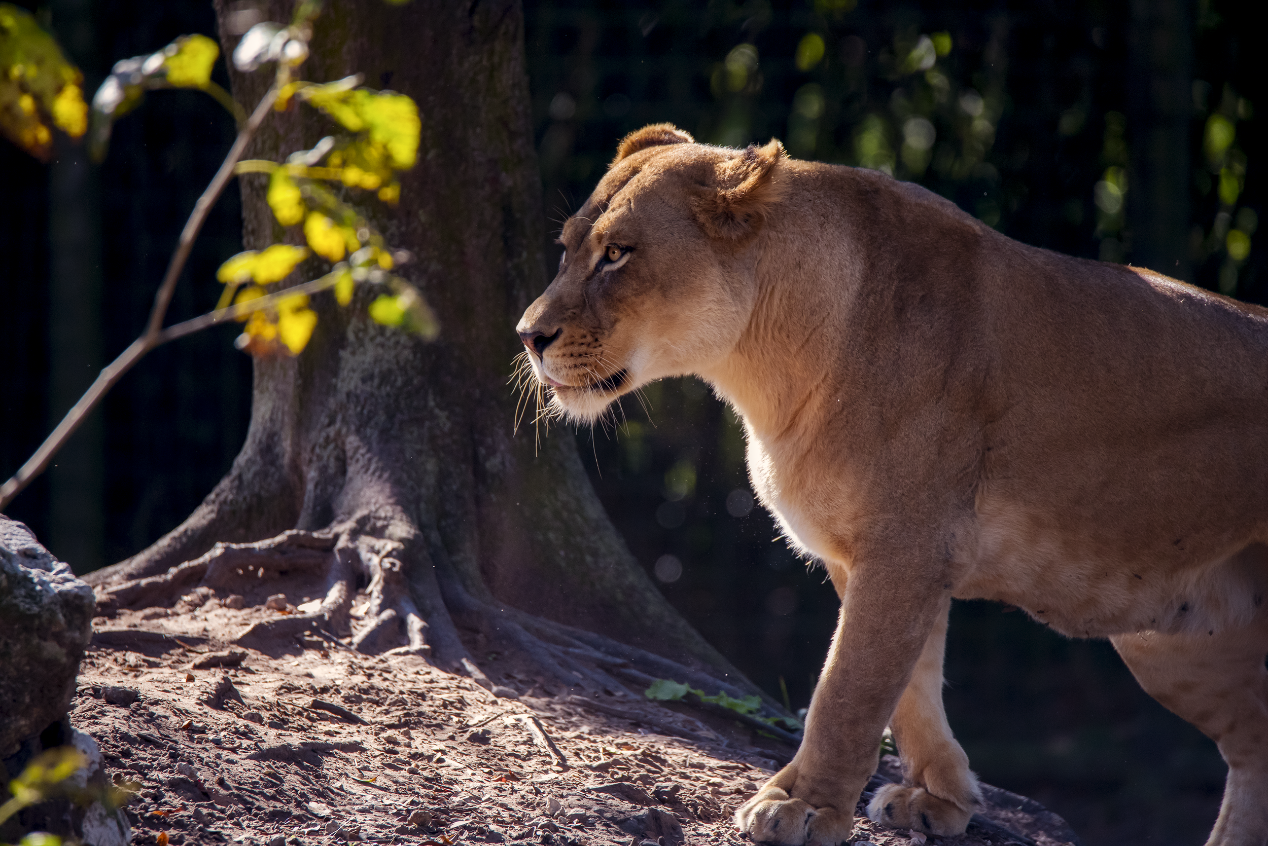 lioness_smaler.png