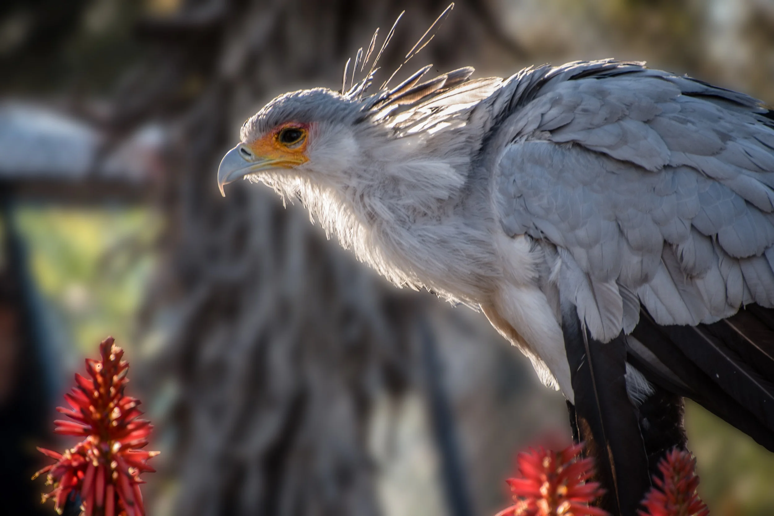 SecretaryBird.jpg