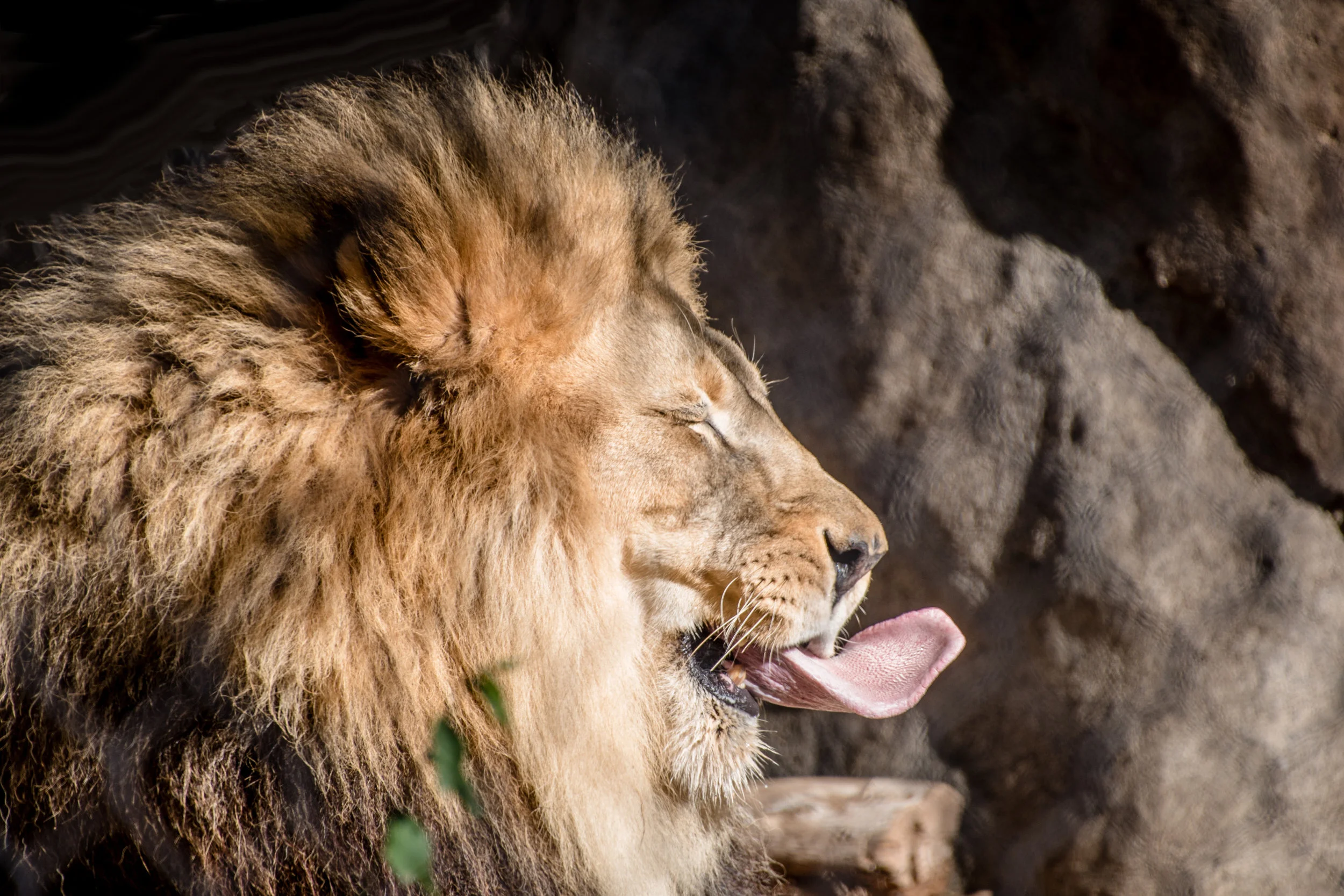 liontounge.jpg
