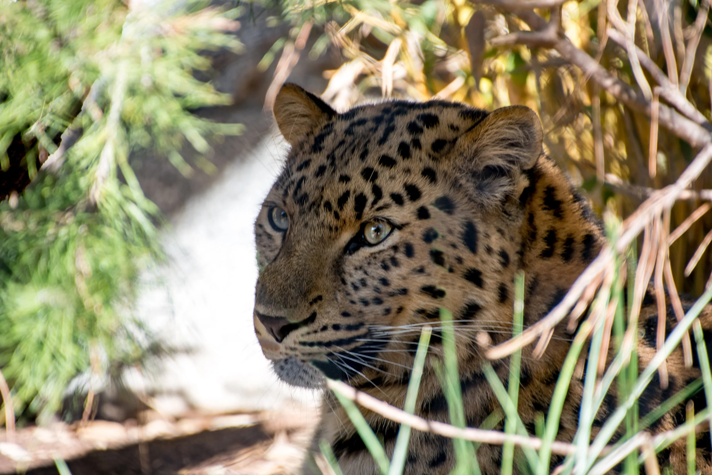 DSC_2589.jpg
