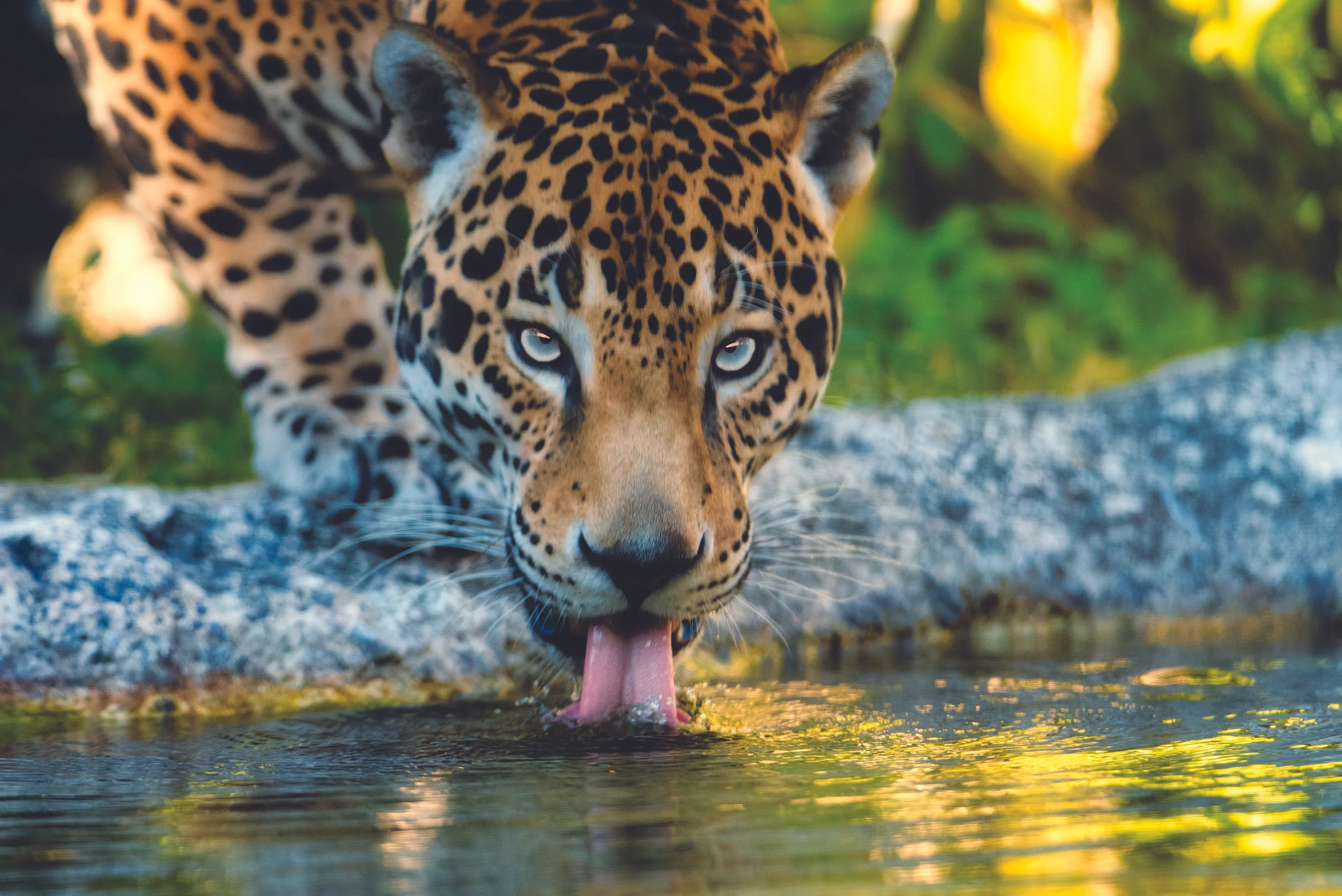 Jag_Drinking.jpg