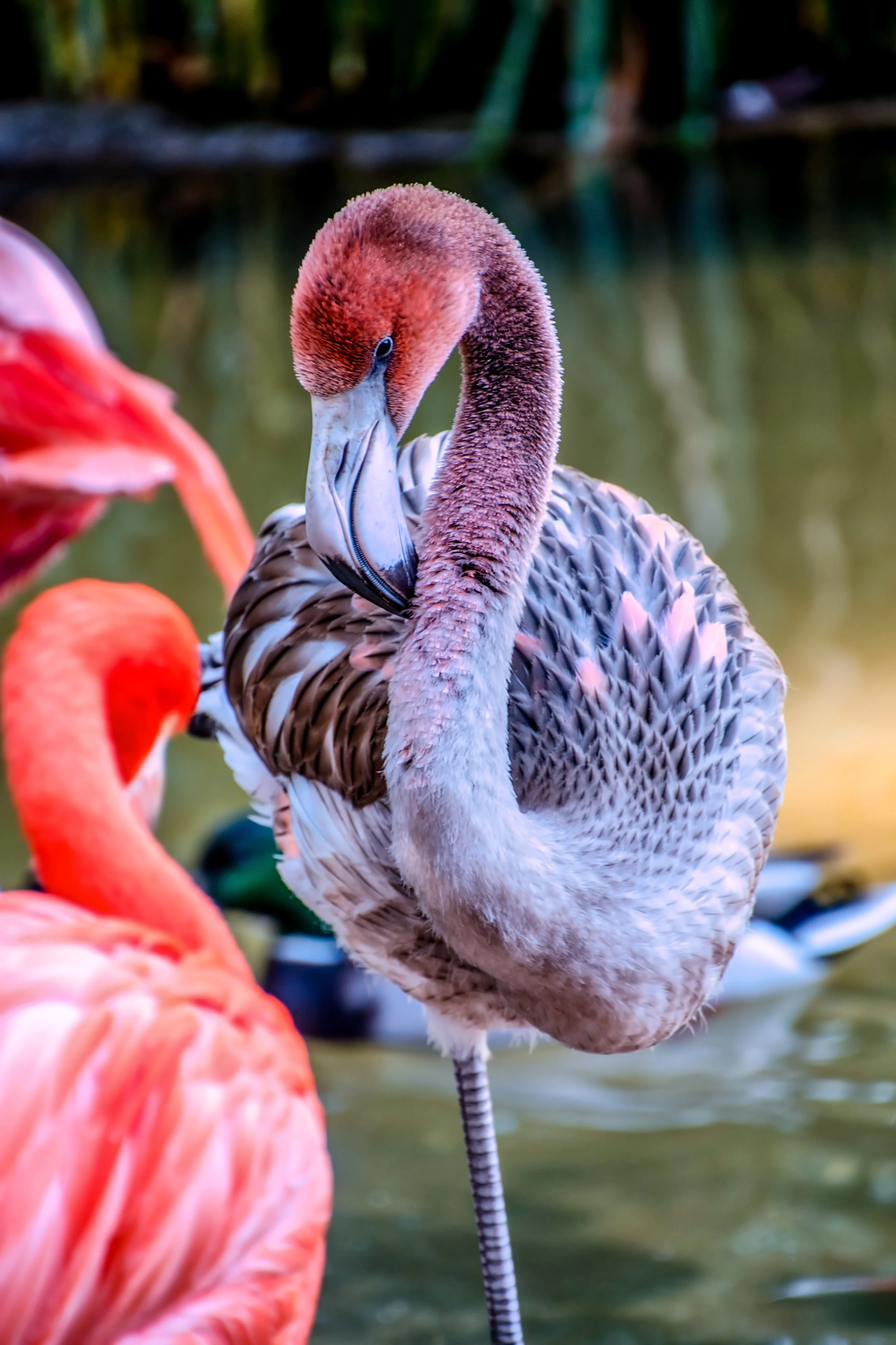 DSC_2677b.jpg