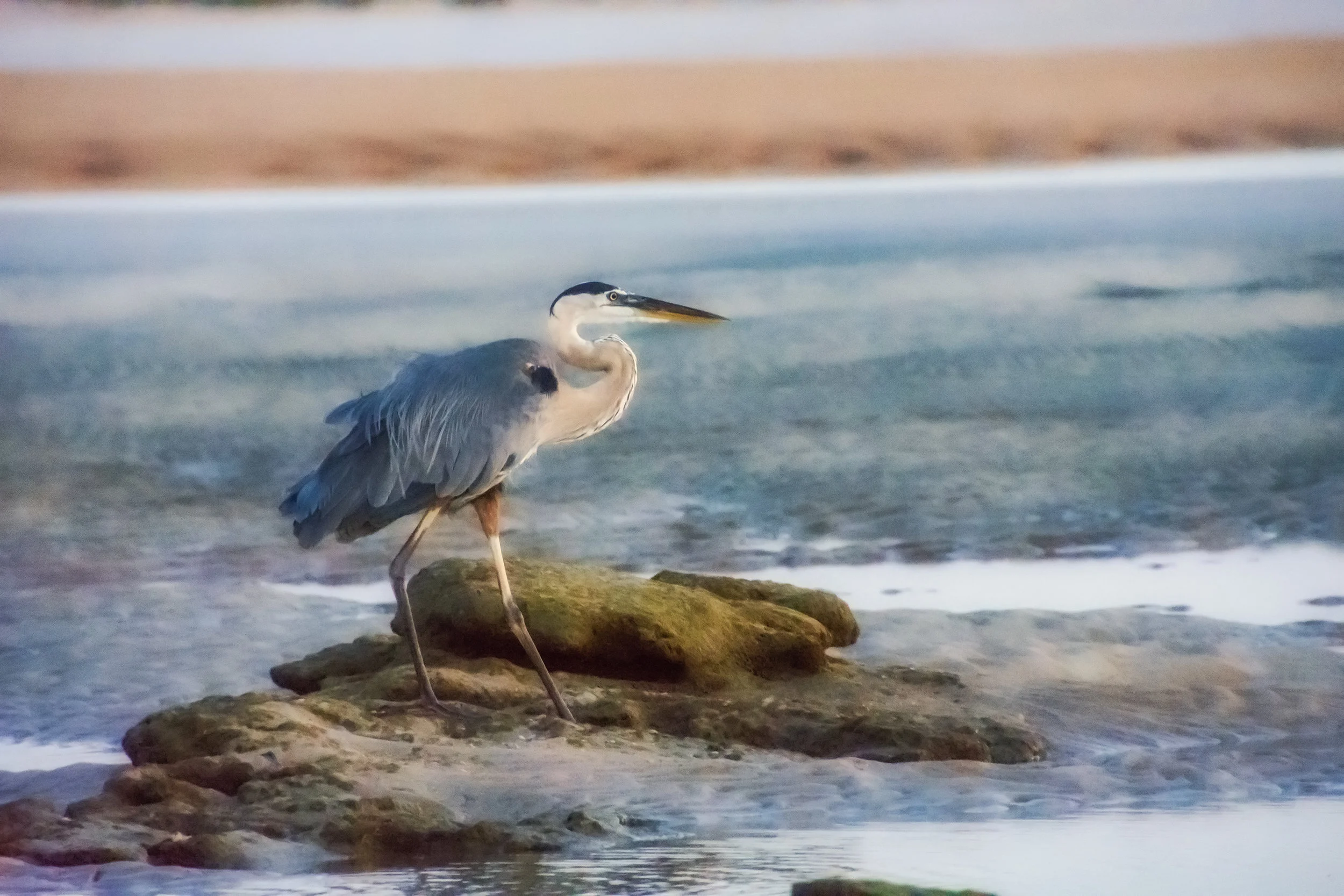 BlueHeron.jpg