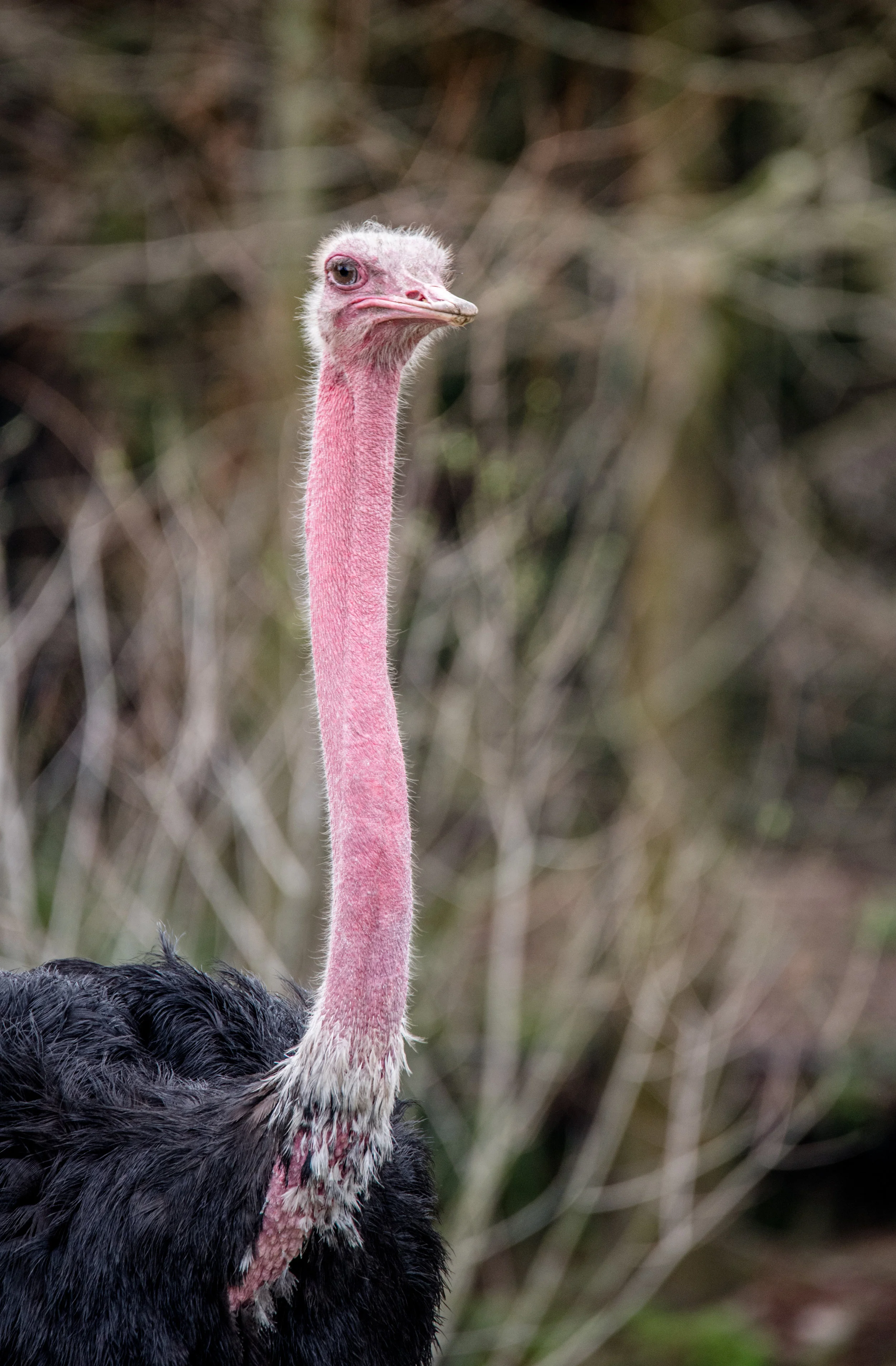 DSC_4841e.jpg